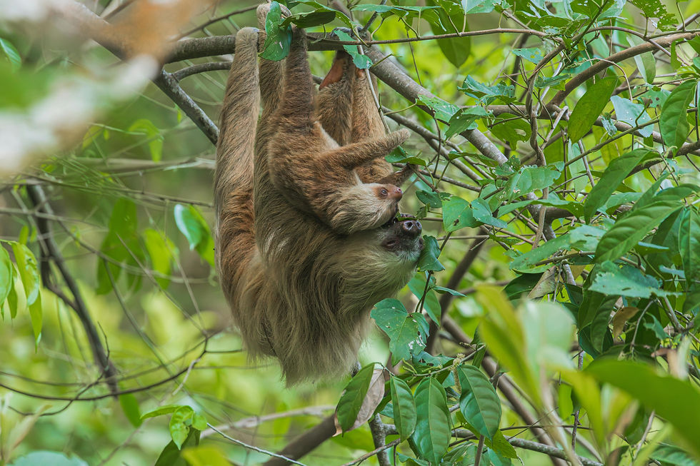 Two sloths hang upside down from tree branches in a dense jungle setting.