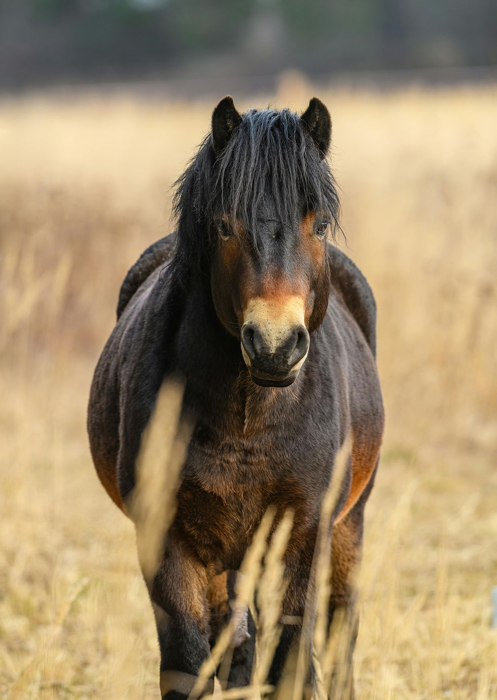 Brown exmoor pony standing front facing to the camera