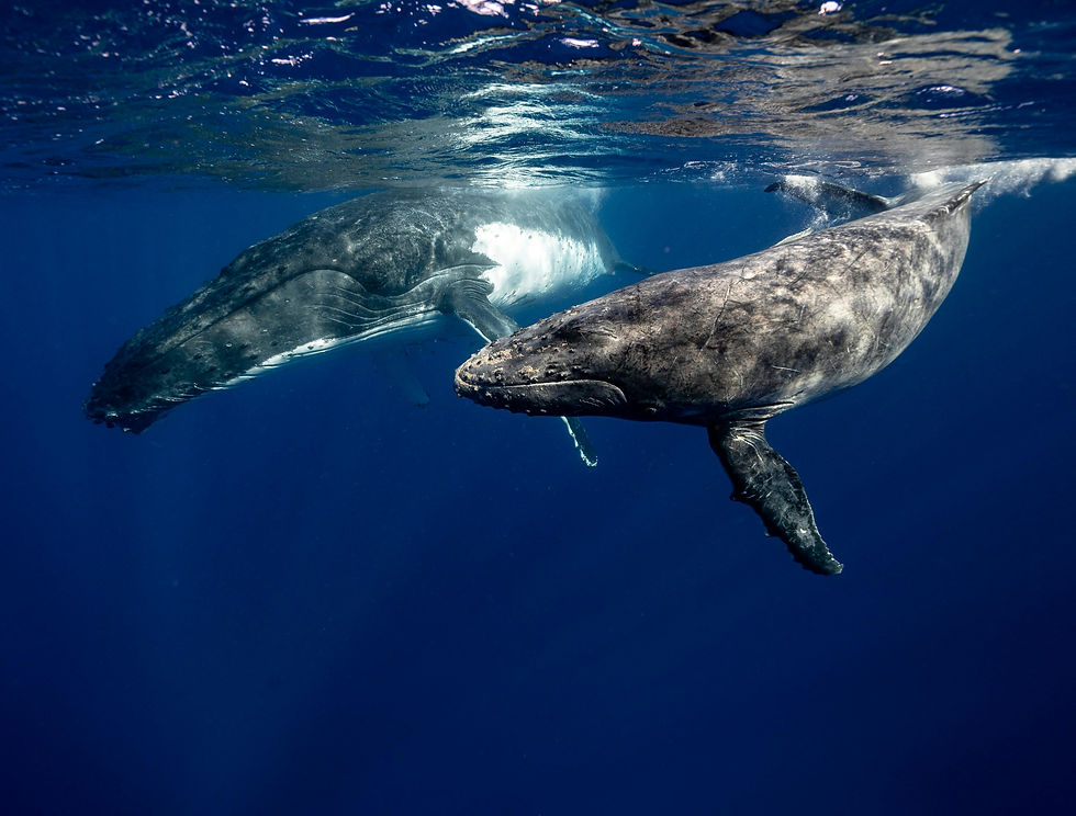 Two humpback whales swim underwater