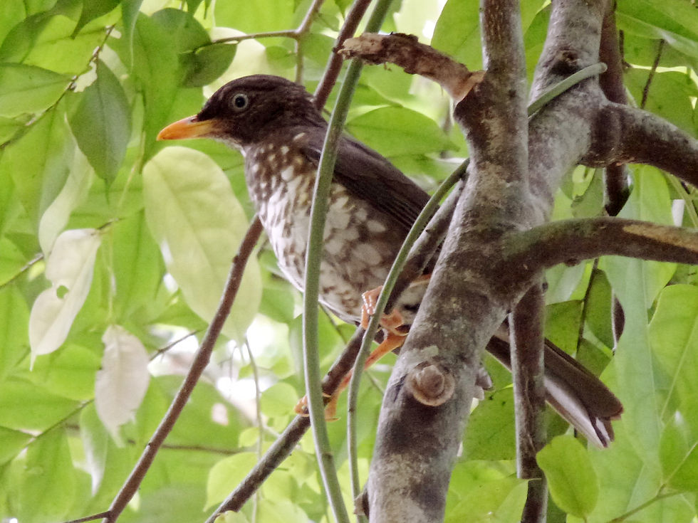 Príncipe Thrush (Turdus xanthorhynchus), by Miko Nadel (CC BY-SA 4.0)