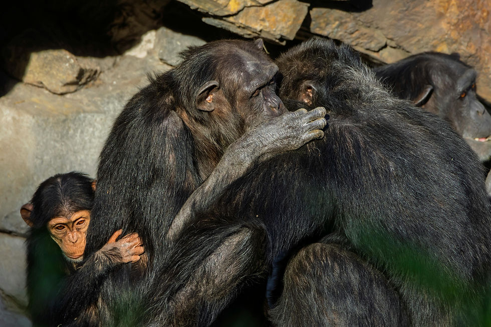 Chimpanzees comforting each other in a rocky setting, with one youngster clinging to an adult.