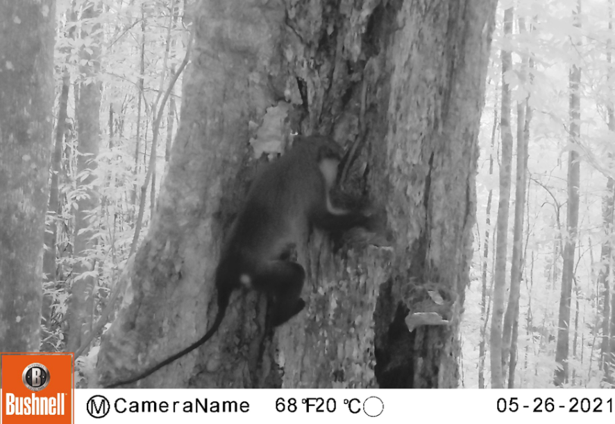 A Mona Monkey visiting an occupied Príncipe Thrush nest, by Fundação Principe