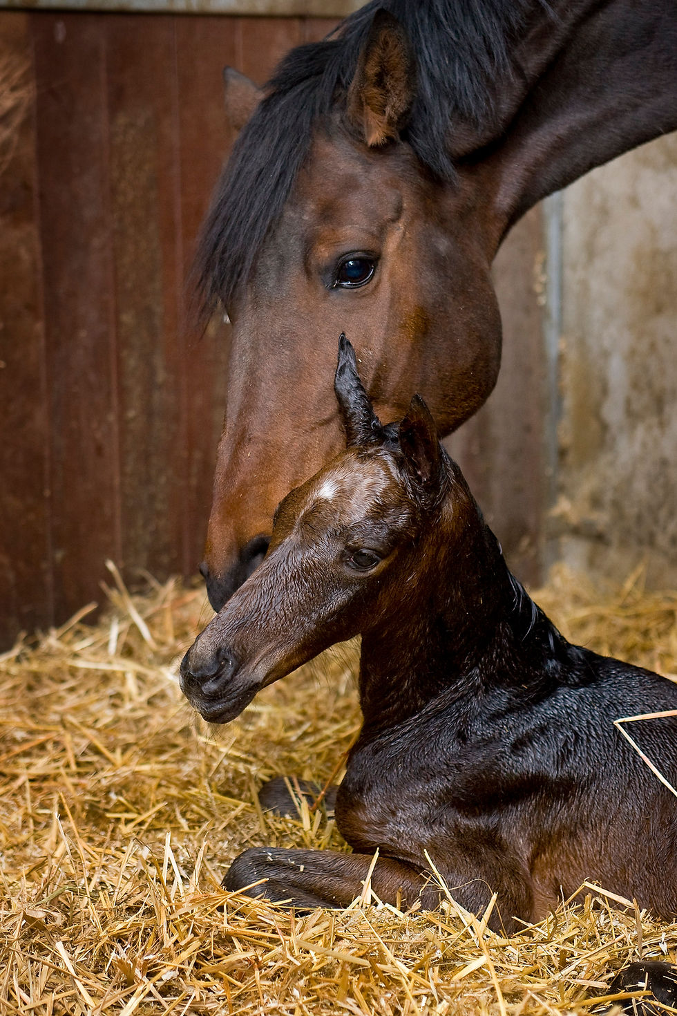 Pravkar rojeno žrebe