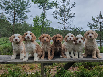Hunduppfödare Australian Labradoodle