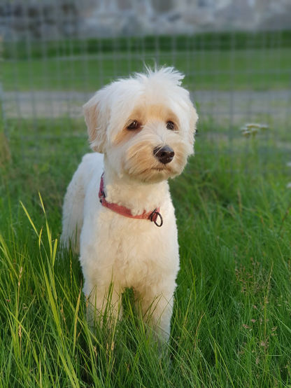 Hunduppfödare Australian Labradoodle Skåne
