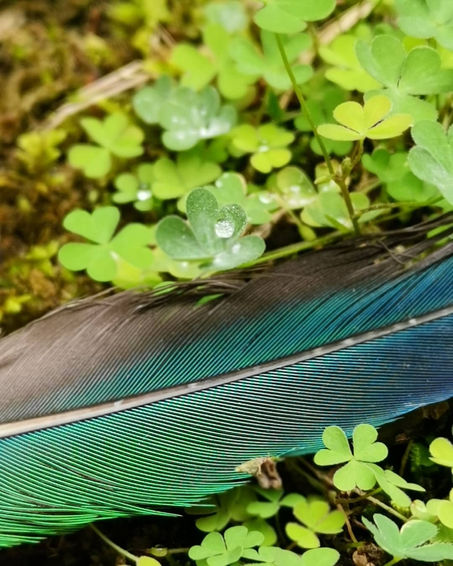Wild Feather