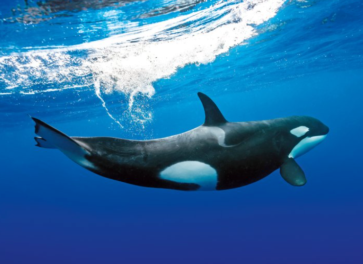 Orca swim Baja California