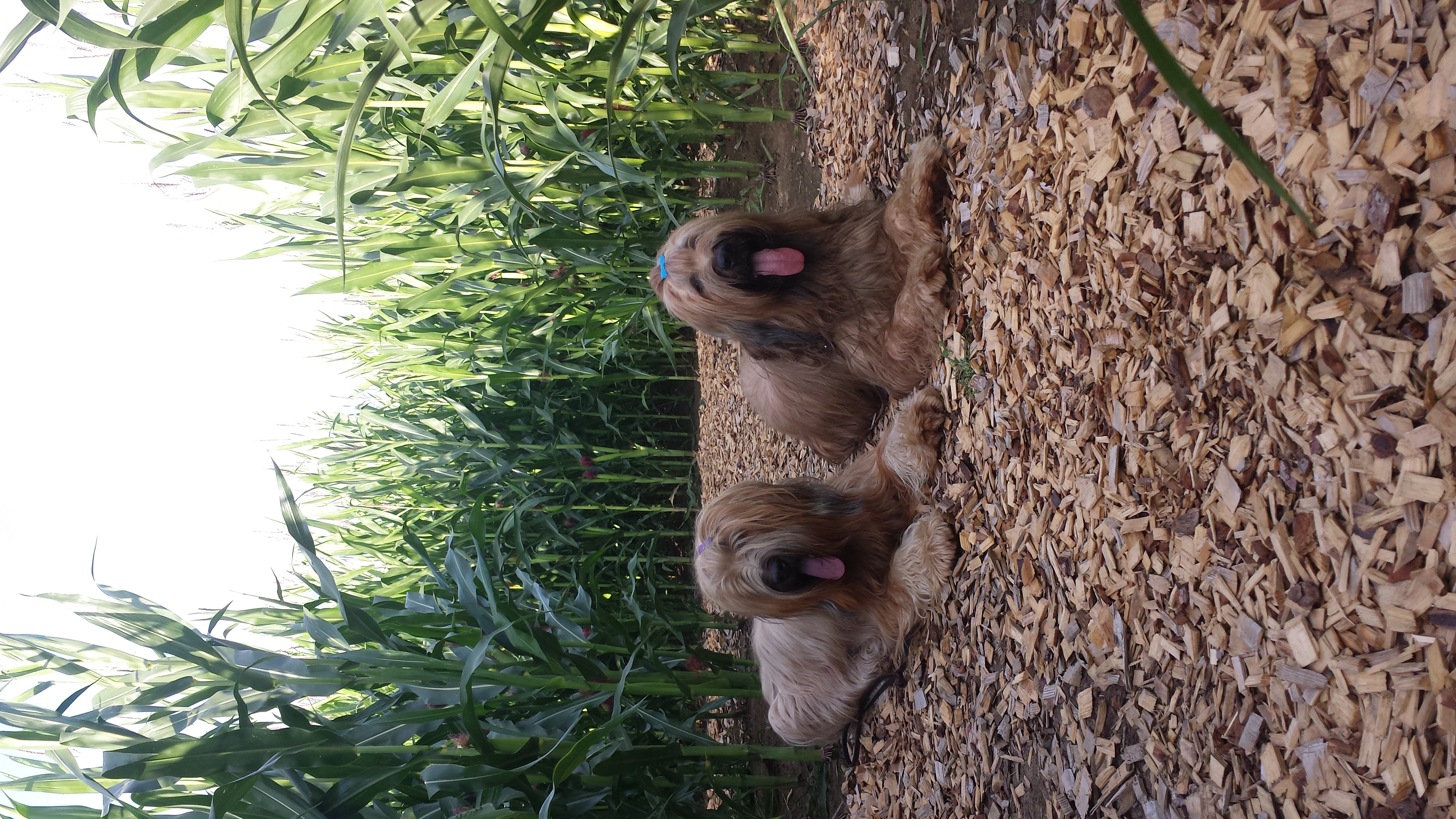Erudit in corn maze
