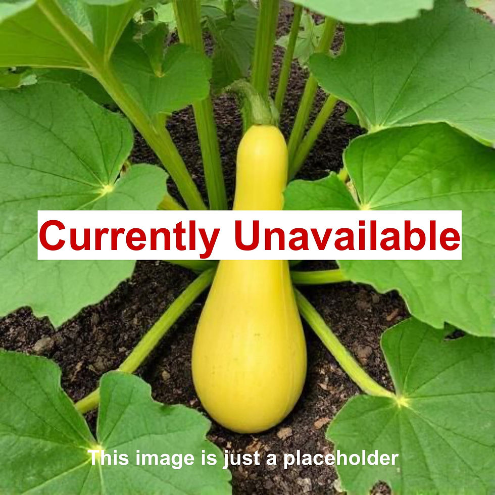 Squash Plant