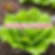 Lettuce Plant