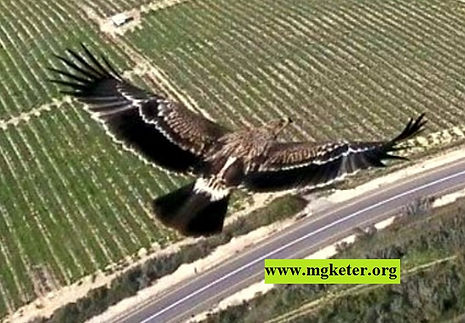 Eastern imperial eagle - in Israel