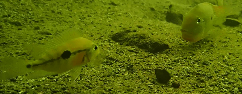 faceoff