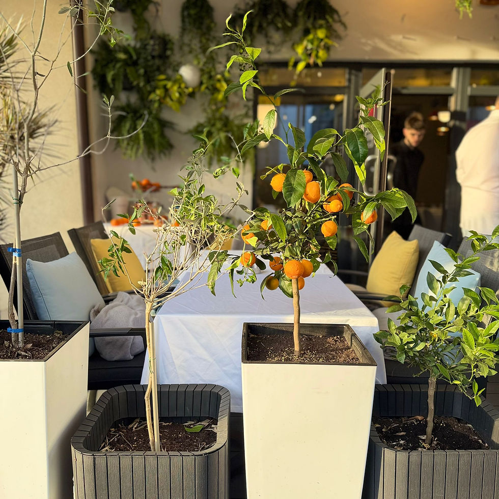 Covered street terrace at Mandarin Signature Restaurant in Andrei Mureșanu Cluj-Napoca