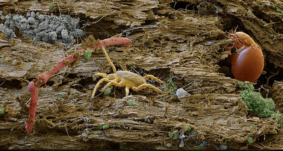 soil mites.png
