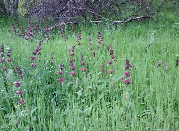 Hummingbird Sage | onceuponawatershed