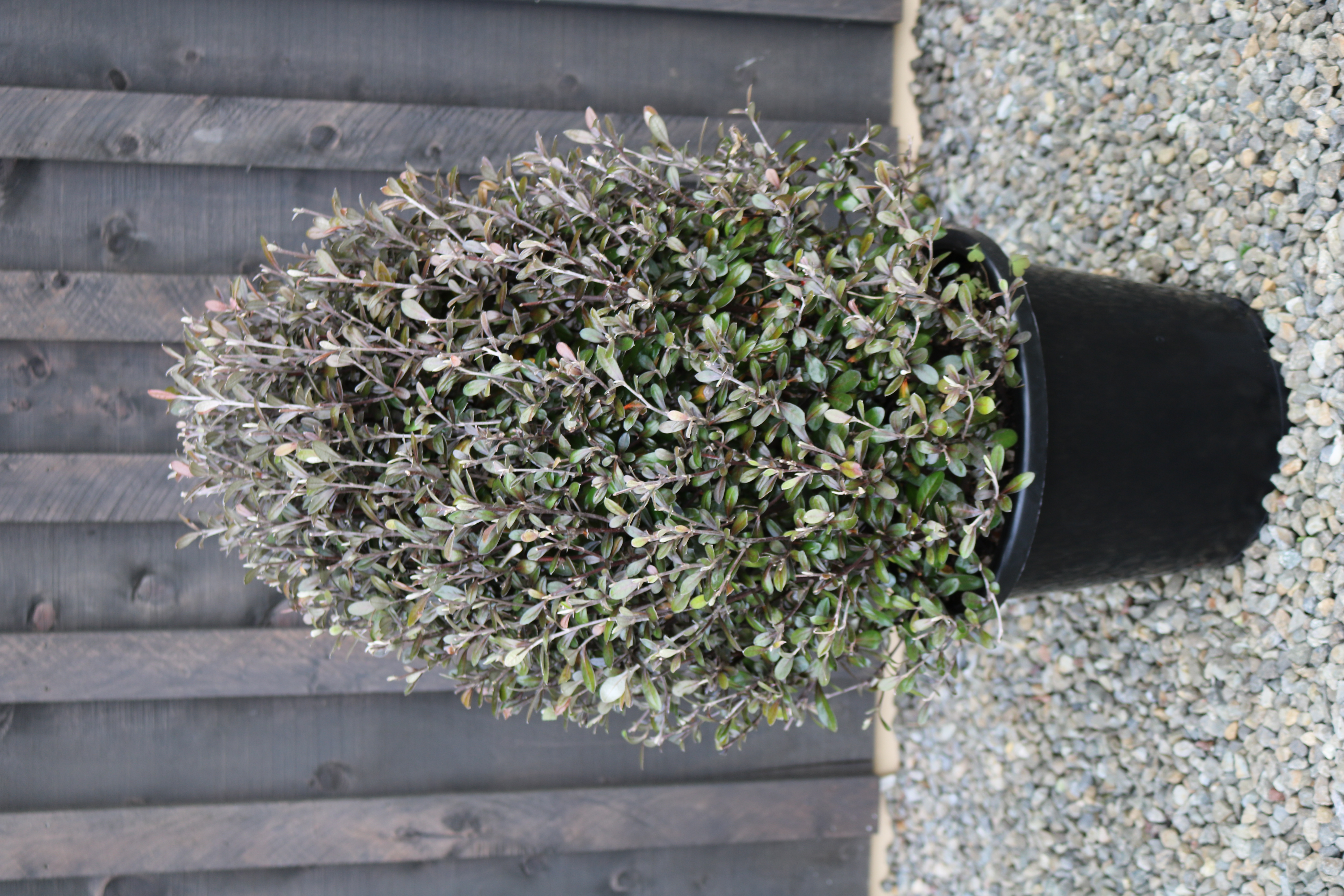 Corokia Frosted Chocolate
