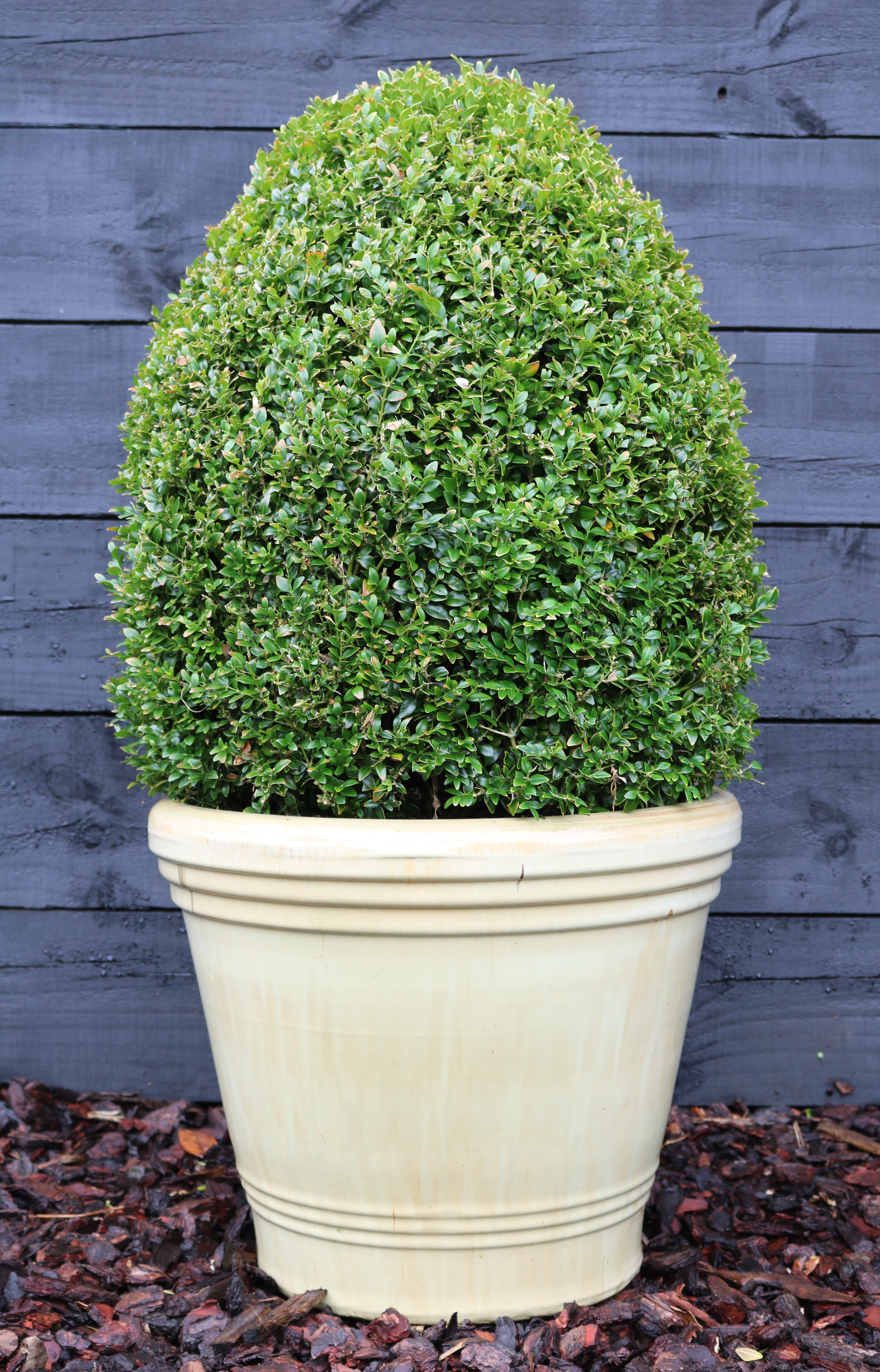 Buxus topiary cone