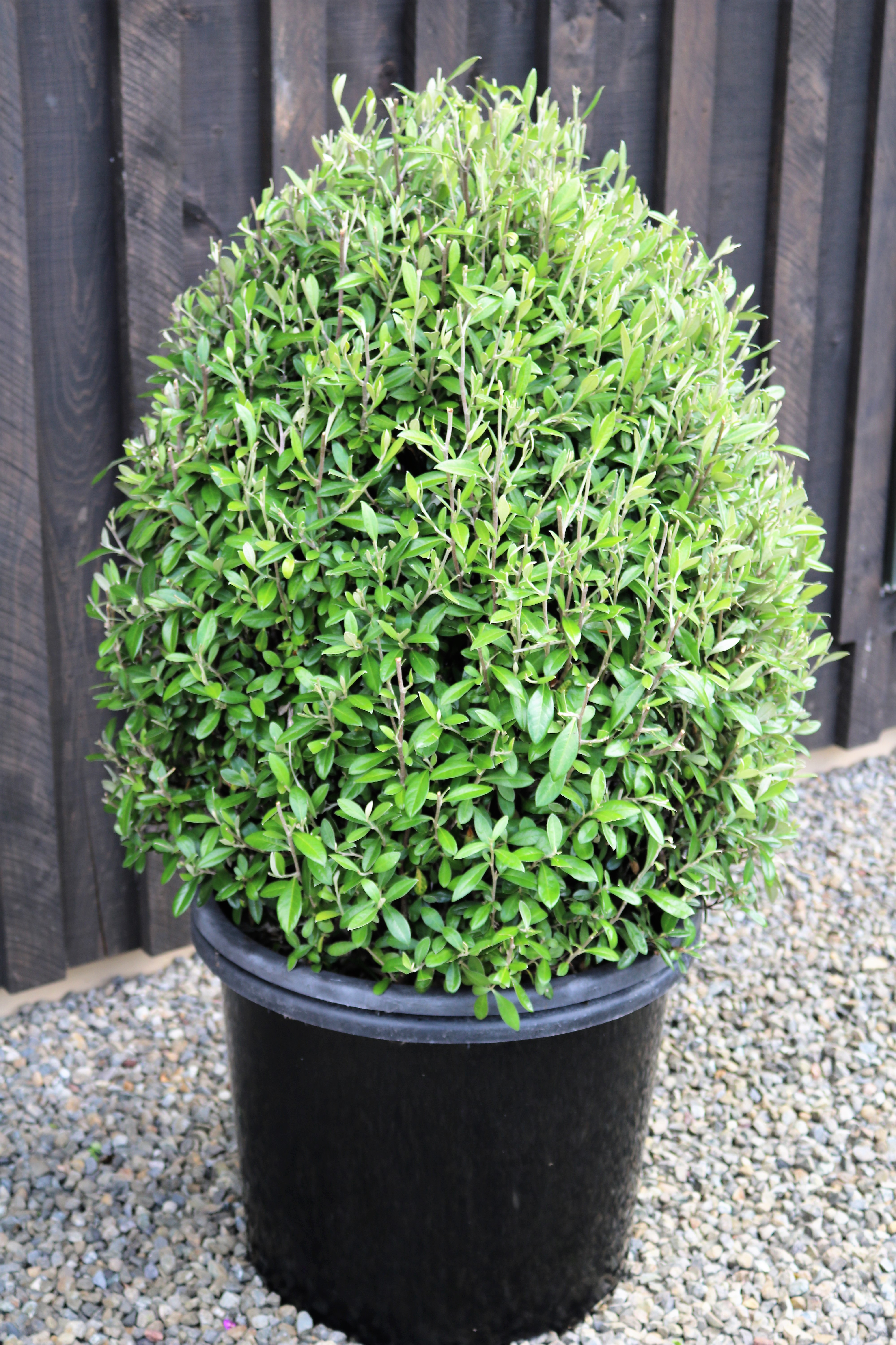 Corokia "Geentys Green" cone