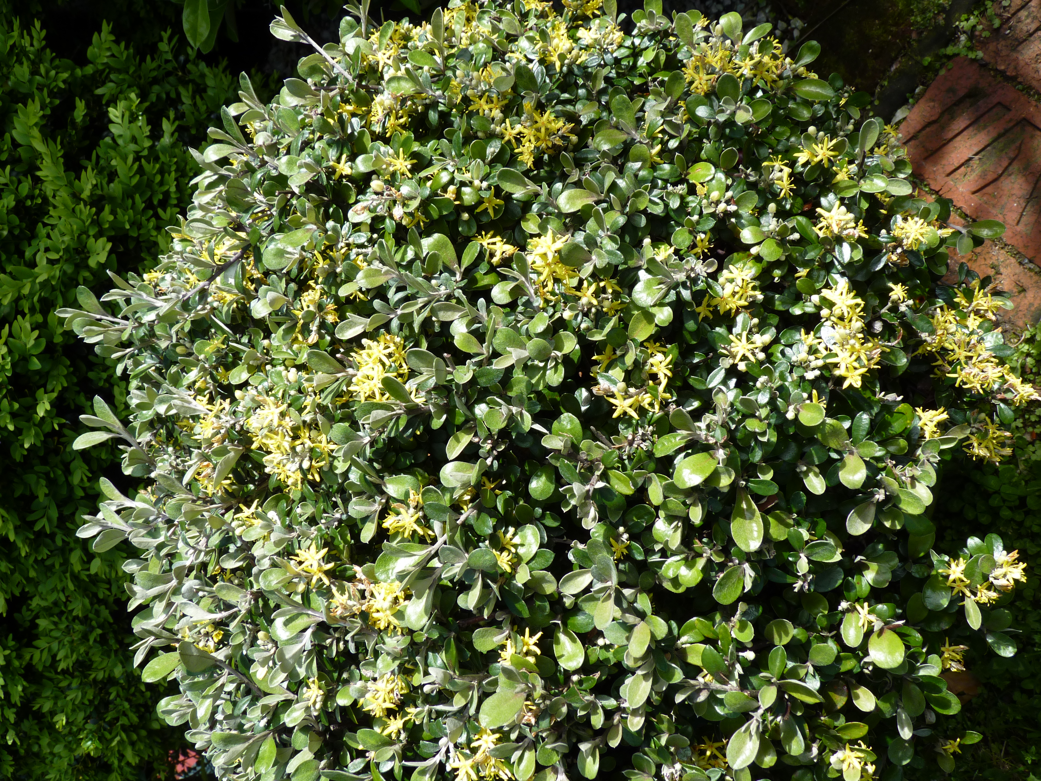 Corokia "Geentys Ghost" ball