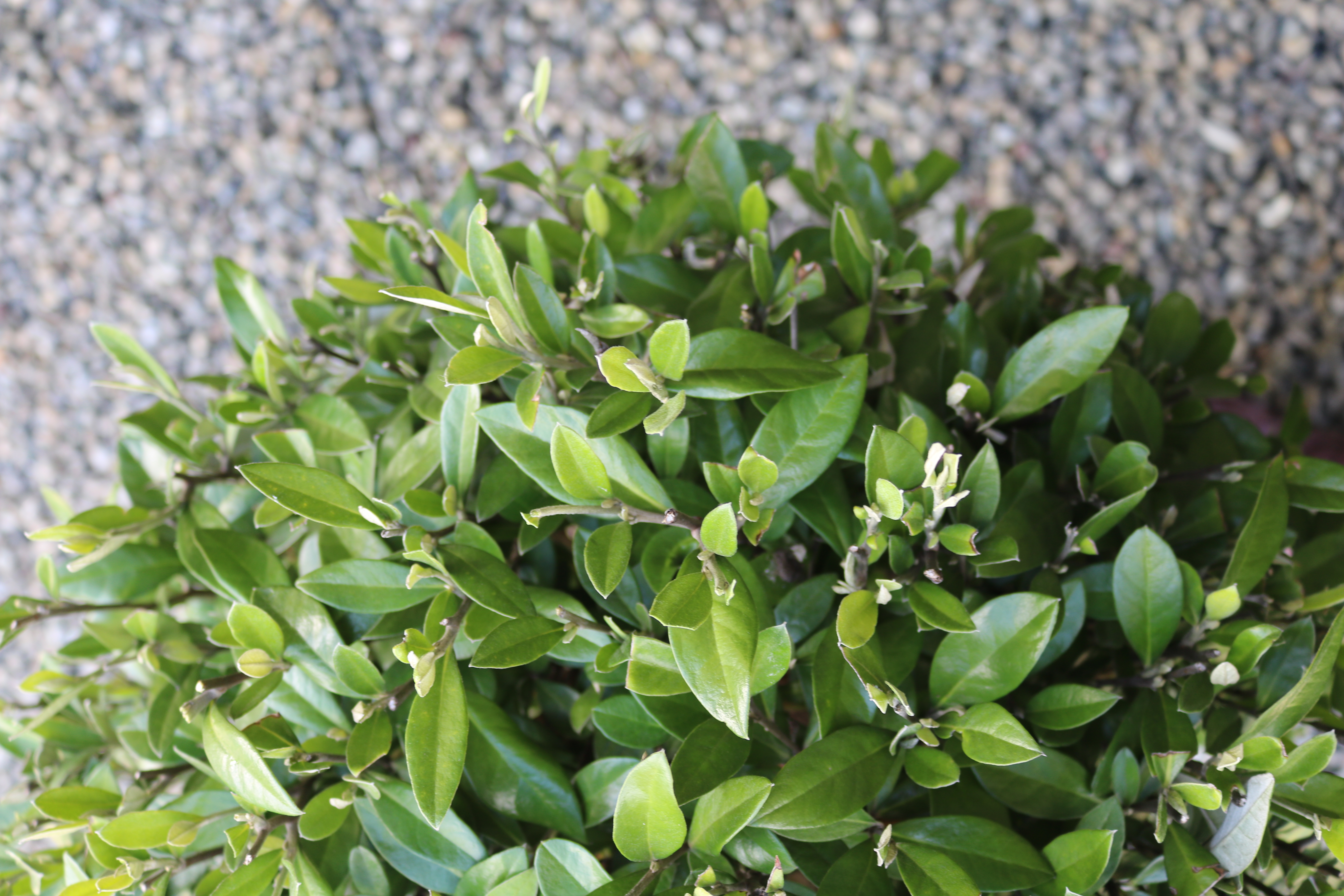 Corokia "Geentys Green" leaf detail