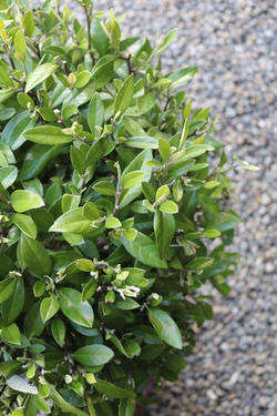 Corokia "Geentys Green" leaf detail