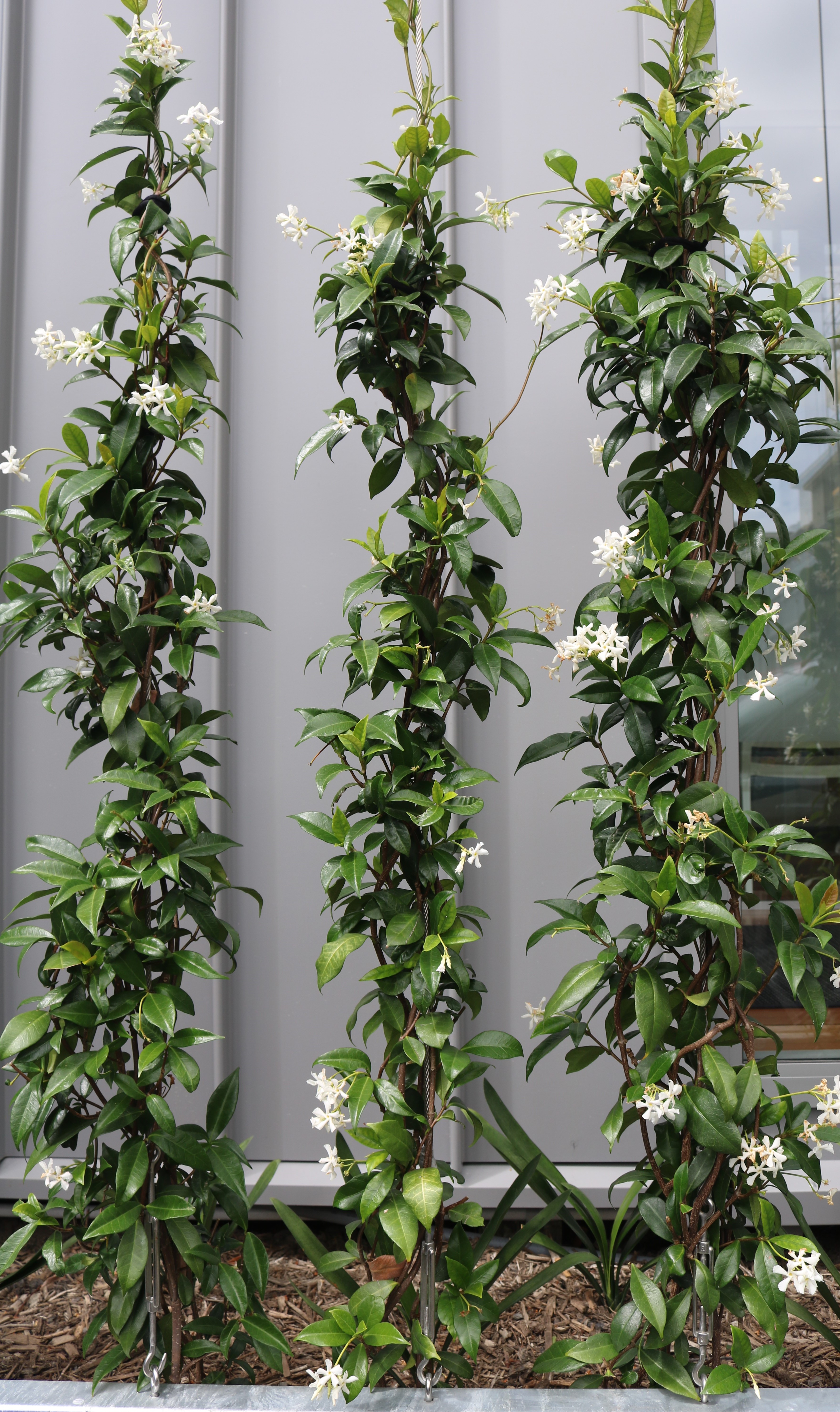 Chinese Star Jasmine Trachelospermum Jasminoides HEDGE