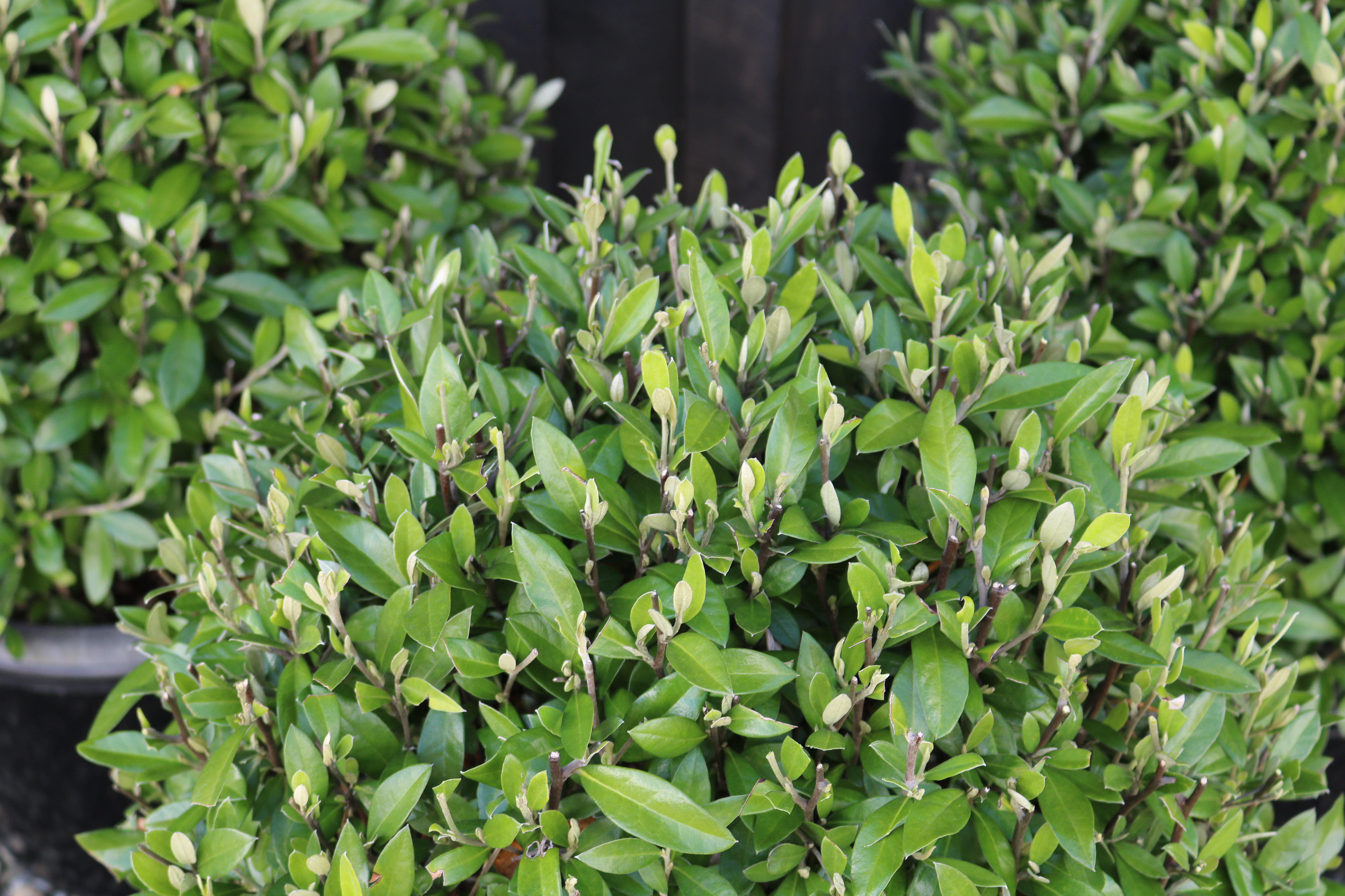 Corokia Geentys Green Balls | HEDGE Garden Design & Nursery