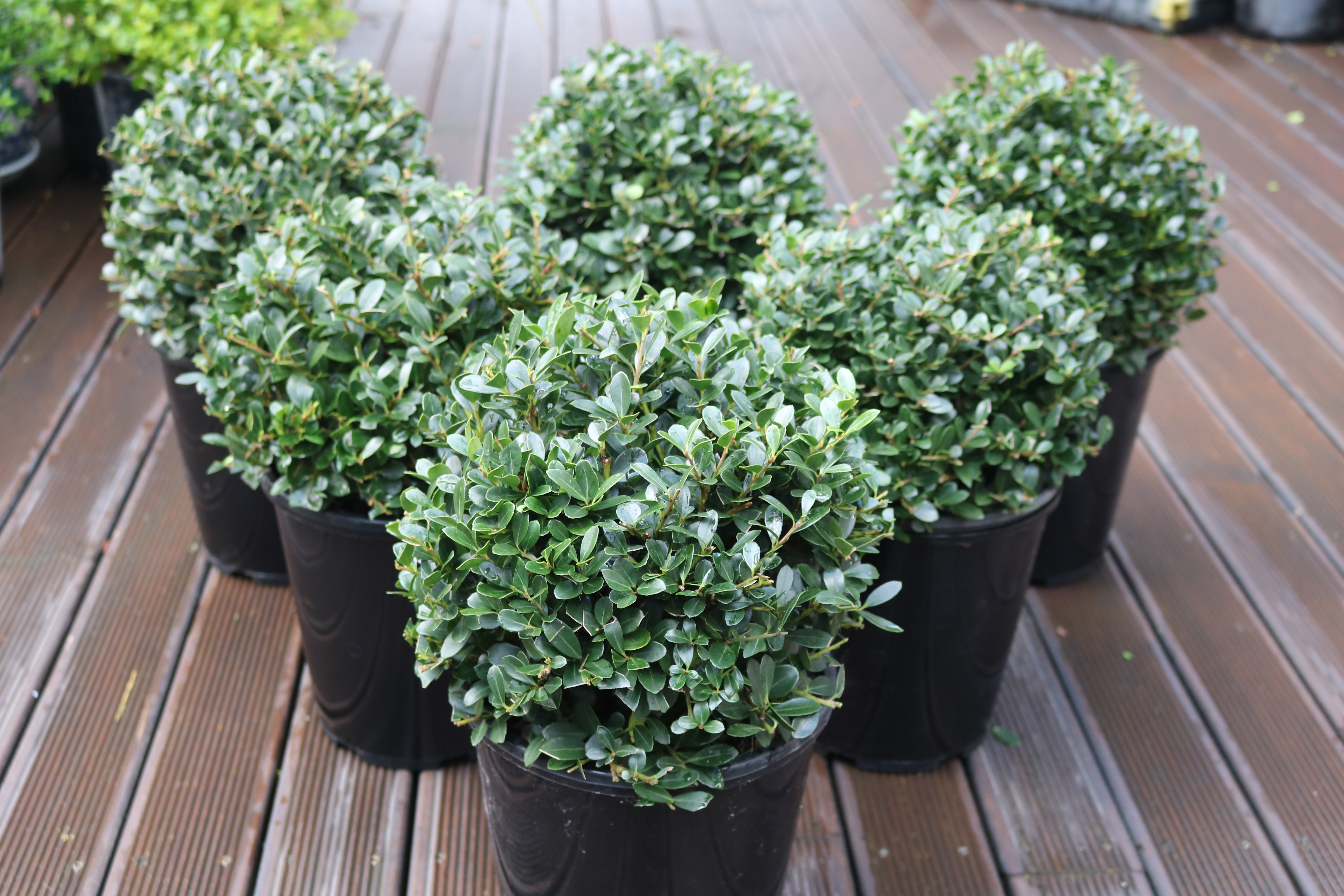 Ilex crenata Helleri