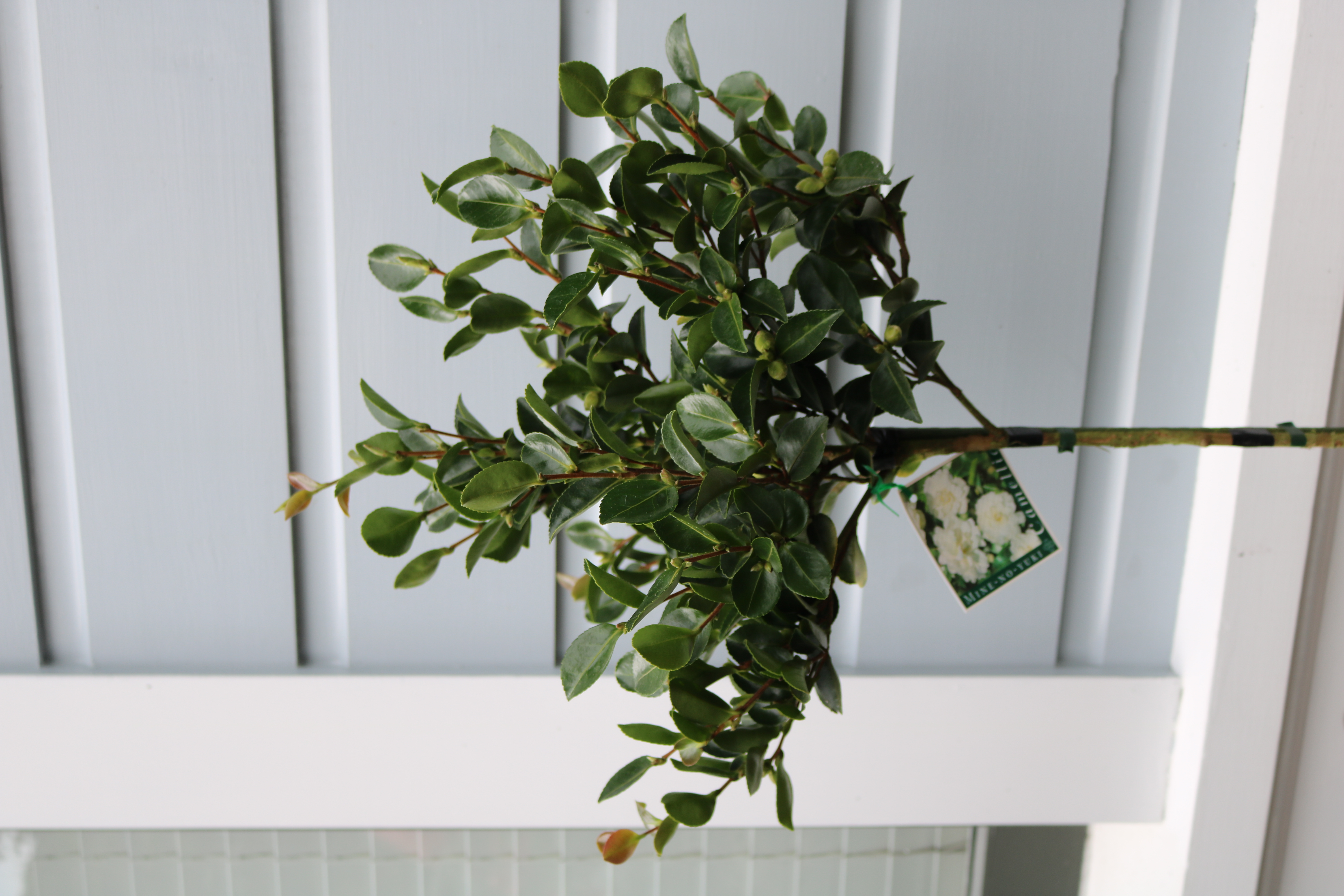 Evergreen flowering standards