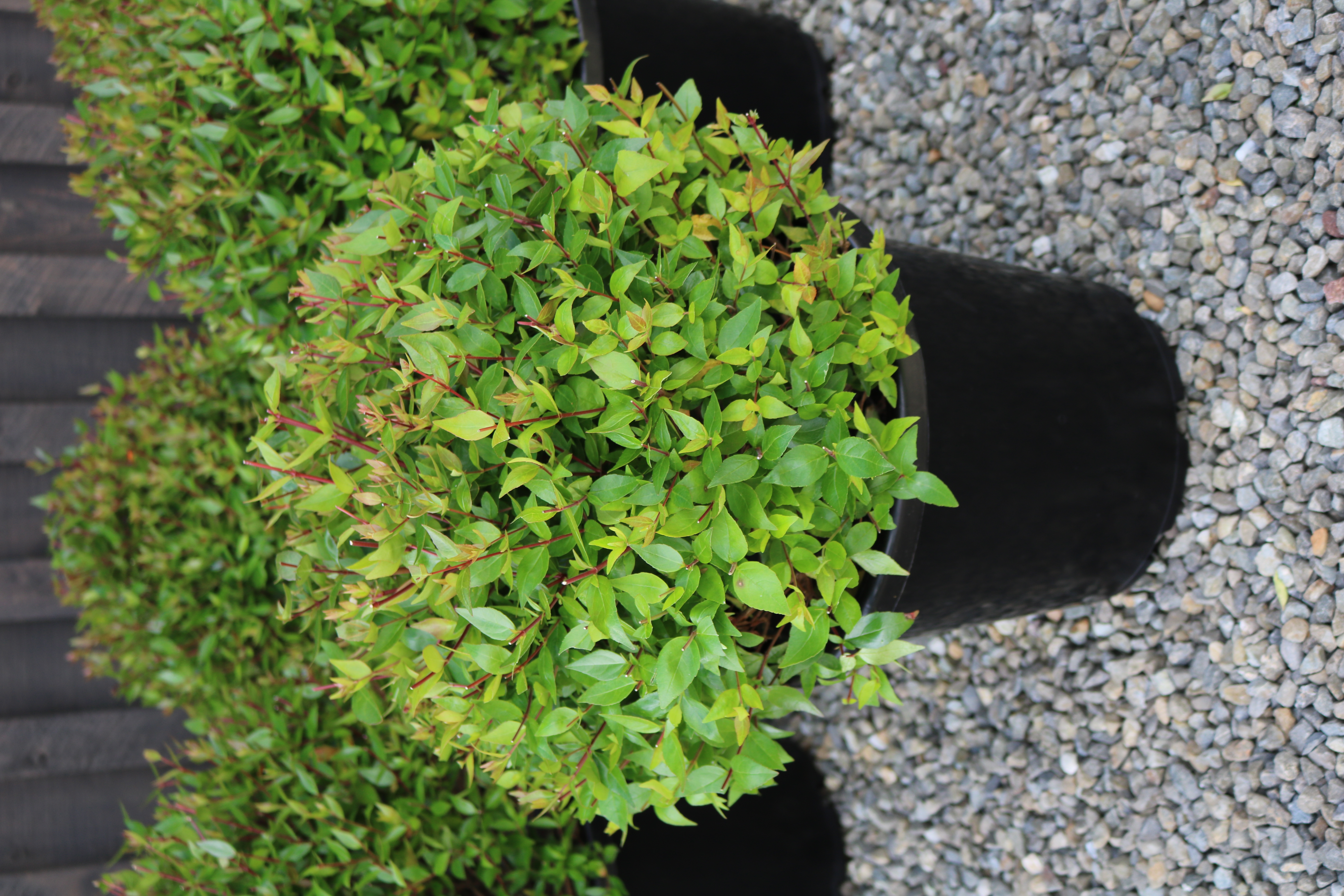 Abelia Snowtime Hedge Garden Design Nursery