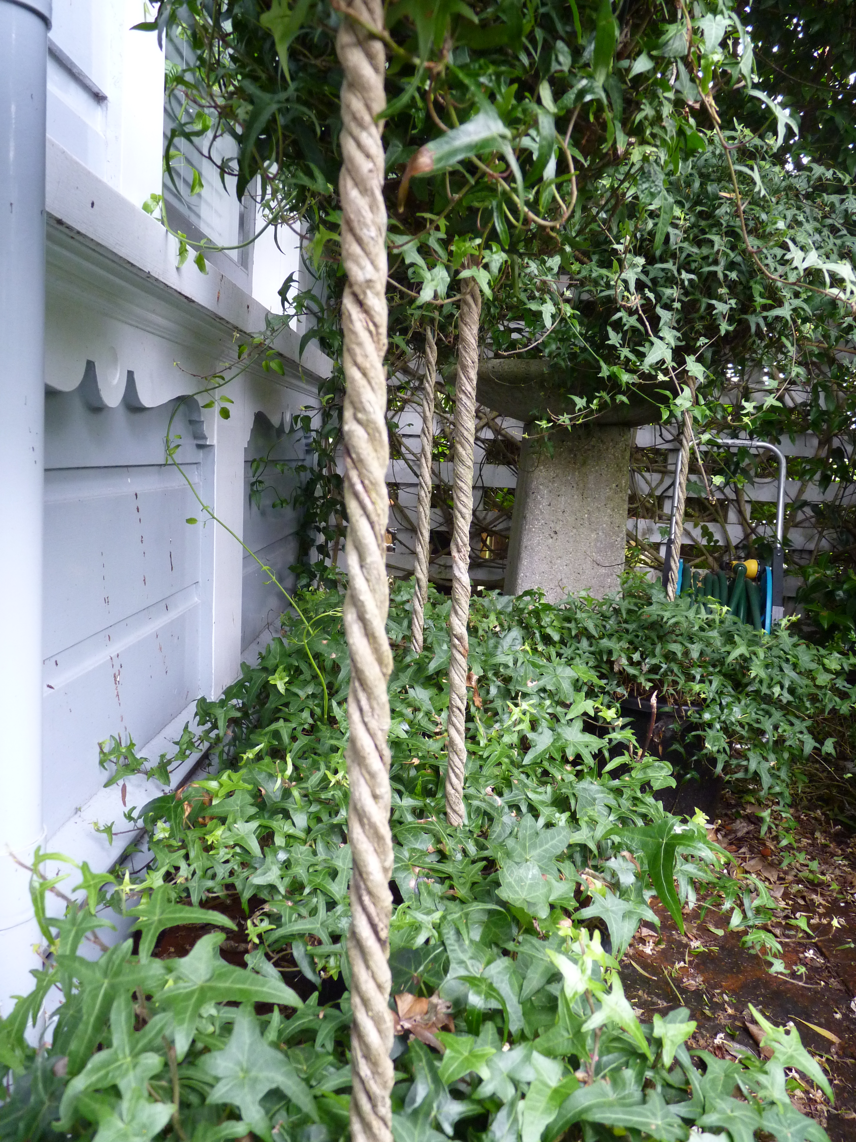 Twisted Ivy rope stems