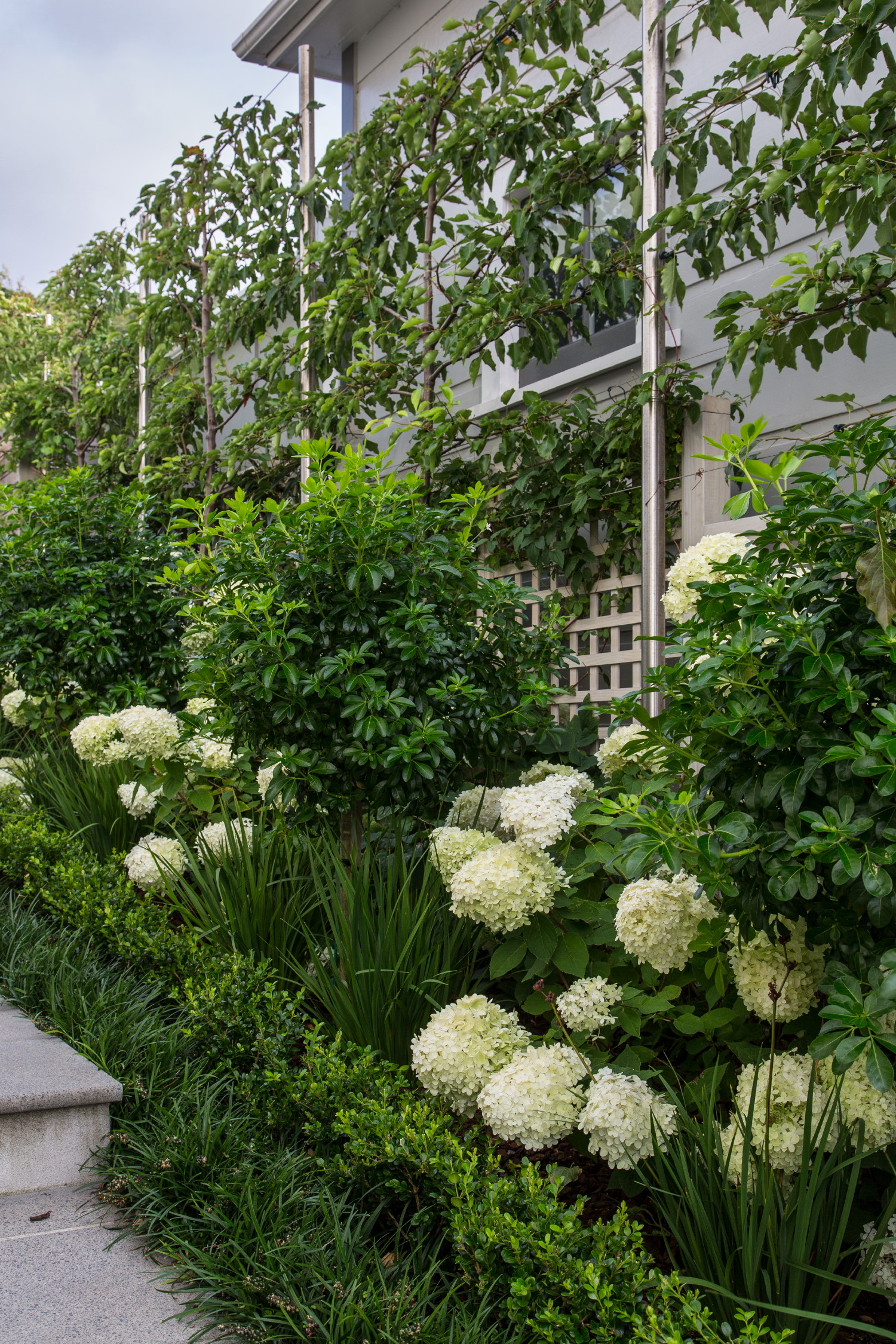 White Hydrangeas
