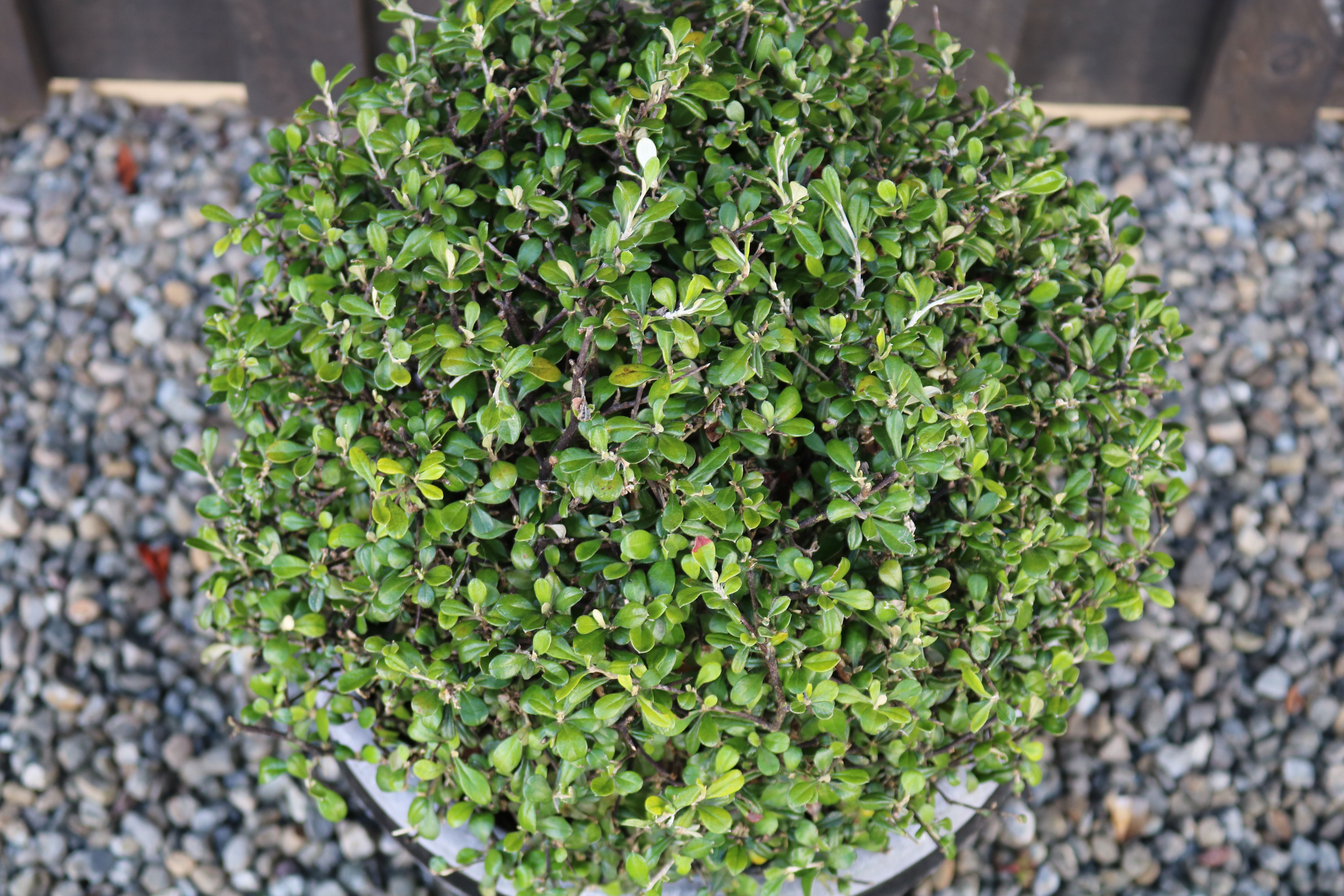Corokia "Geentys Ghost"