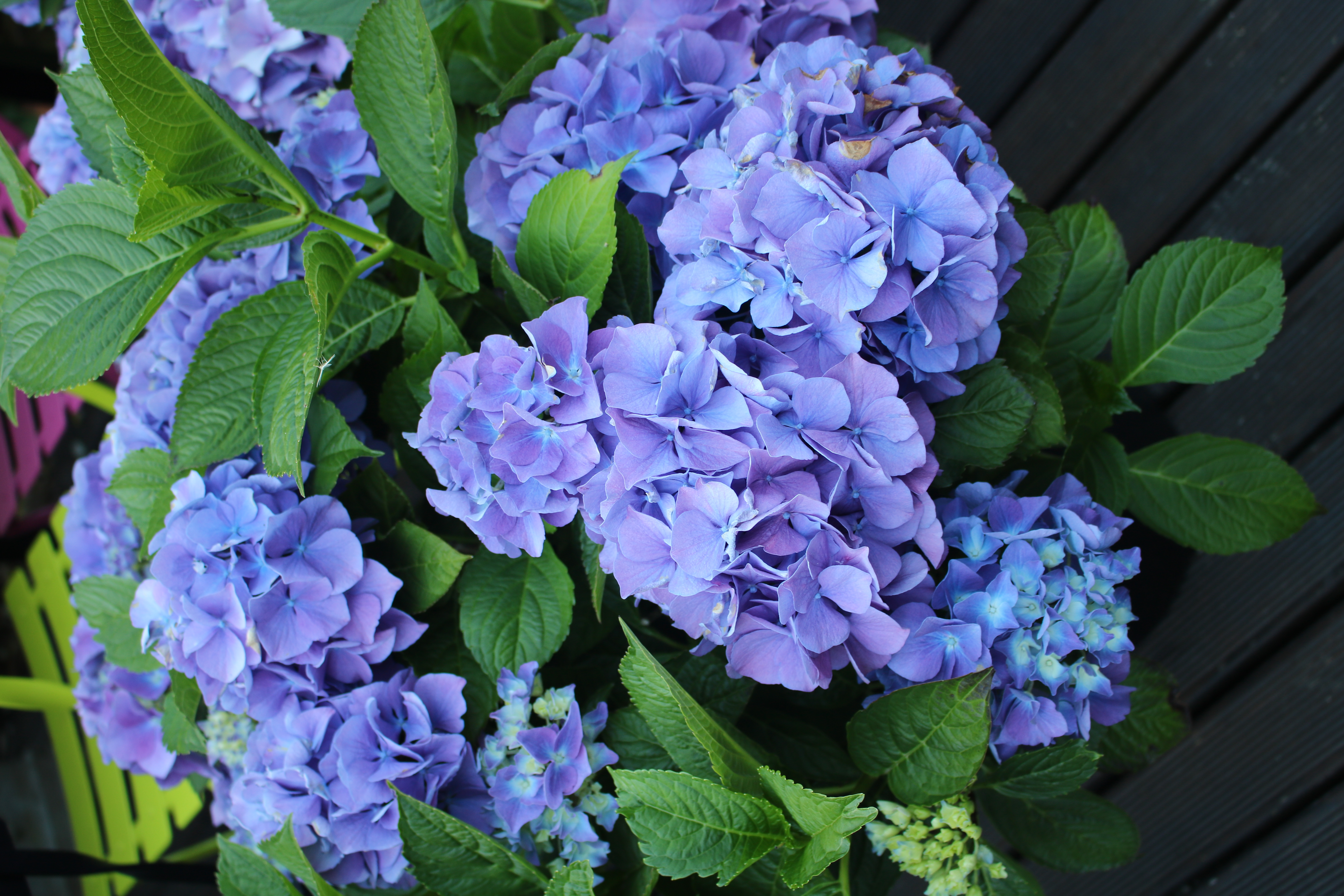 How to change Hydrangea colours