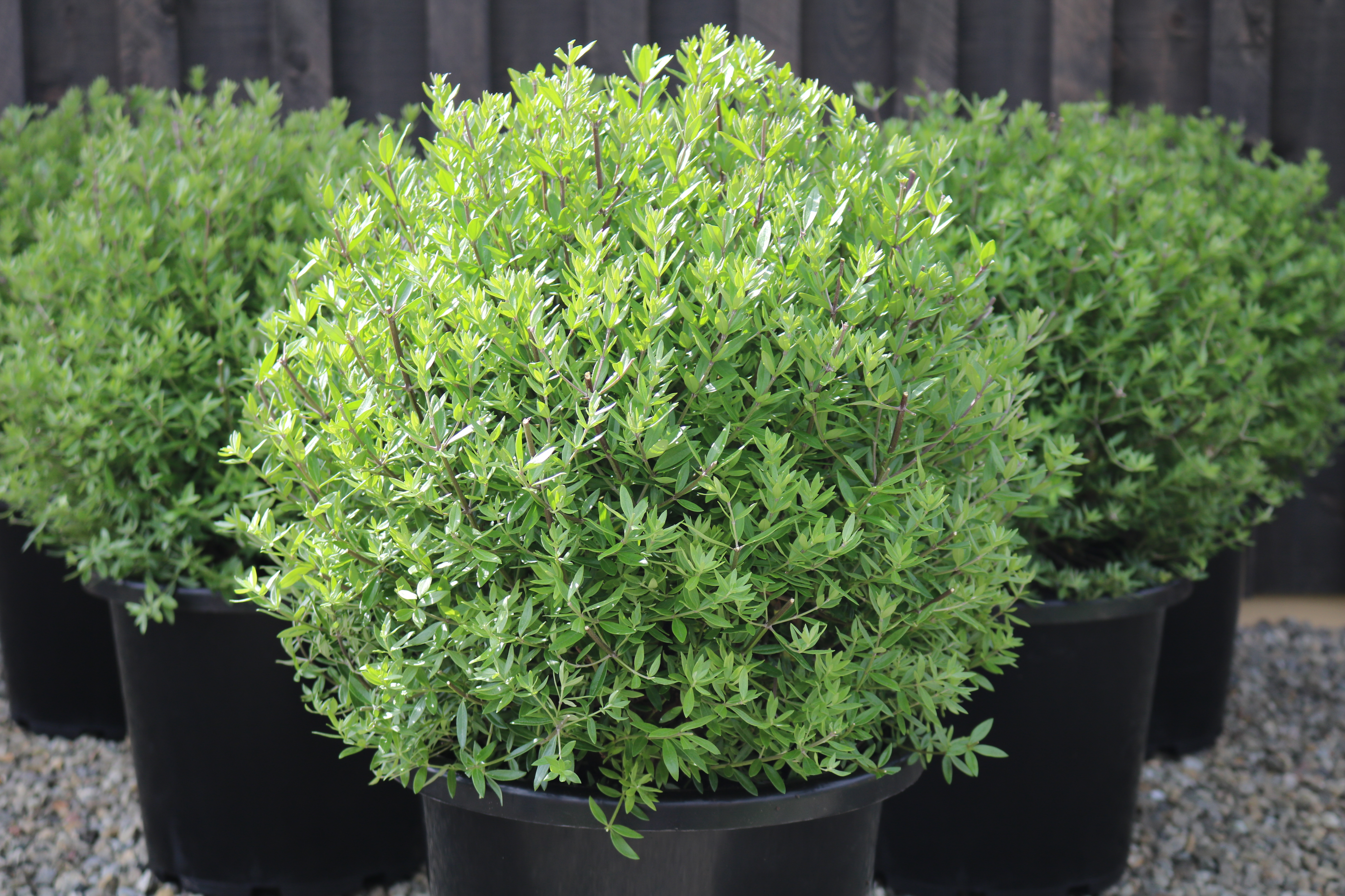 Australian Rosemary | Westringia