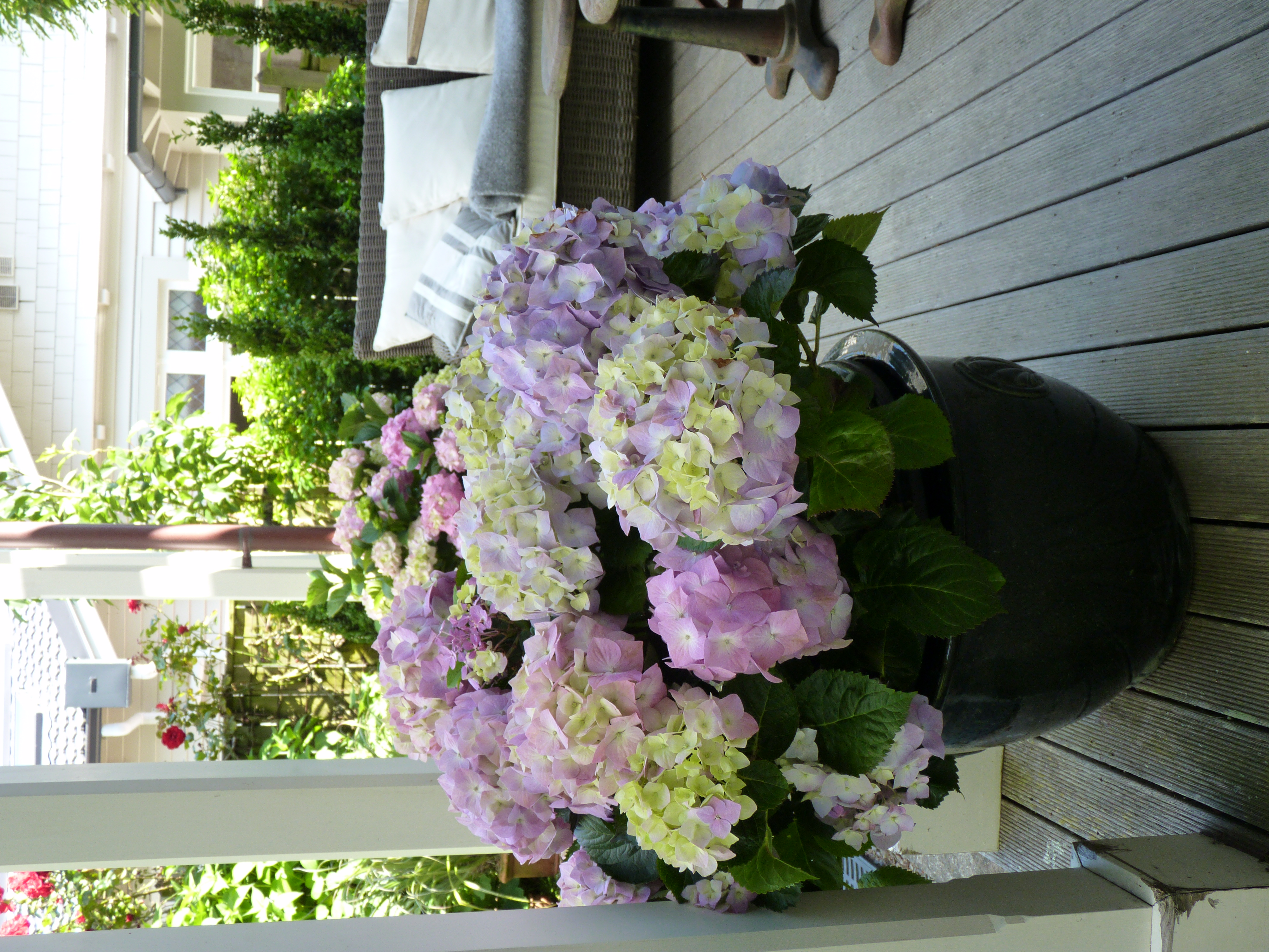 Hydrangea Viking