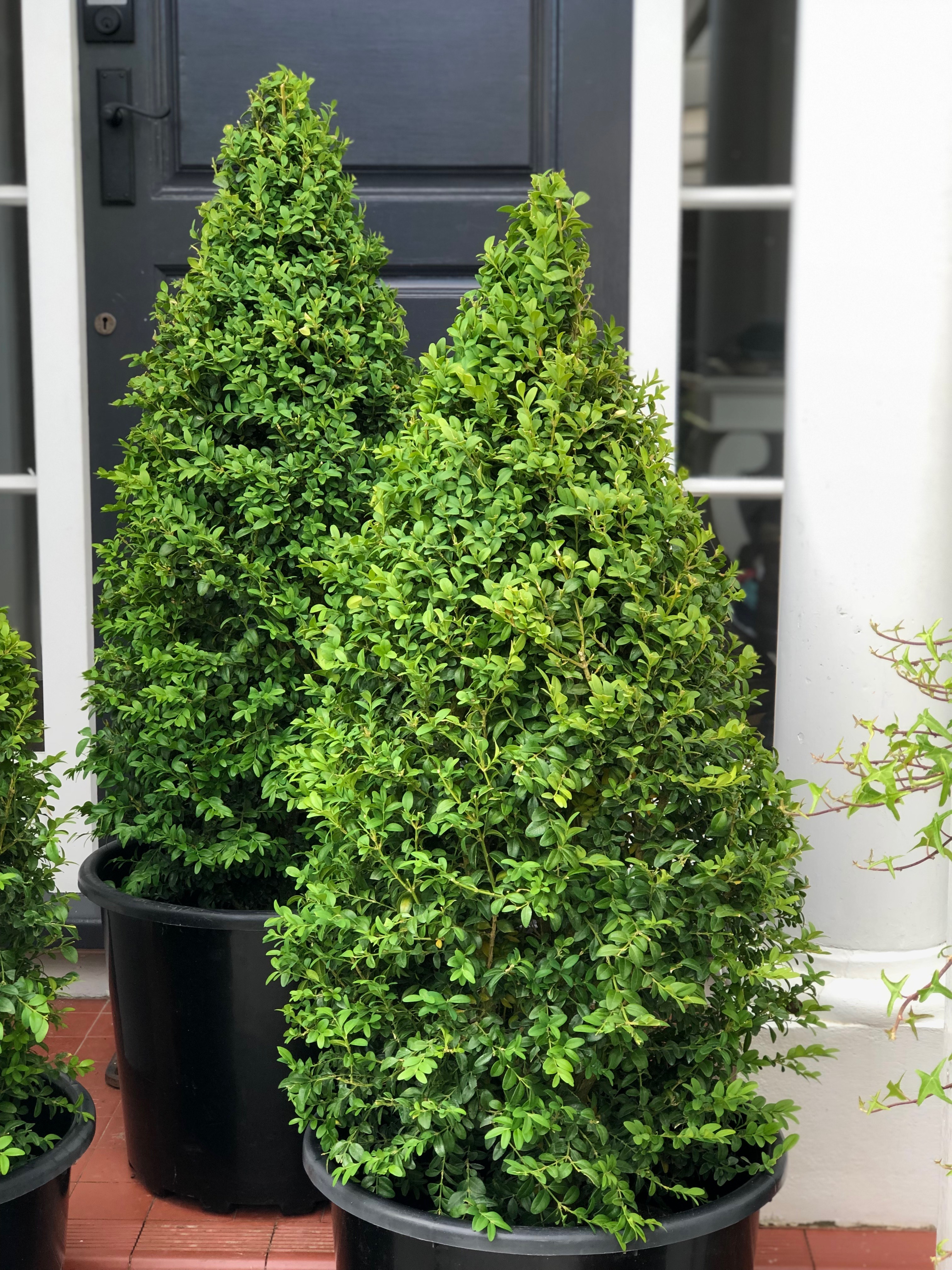 Boxwood cones