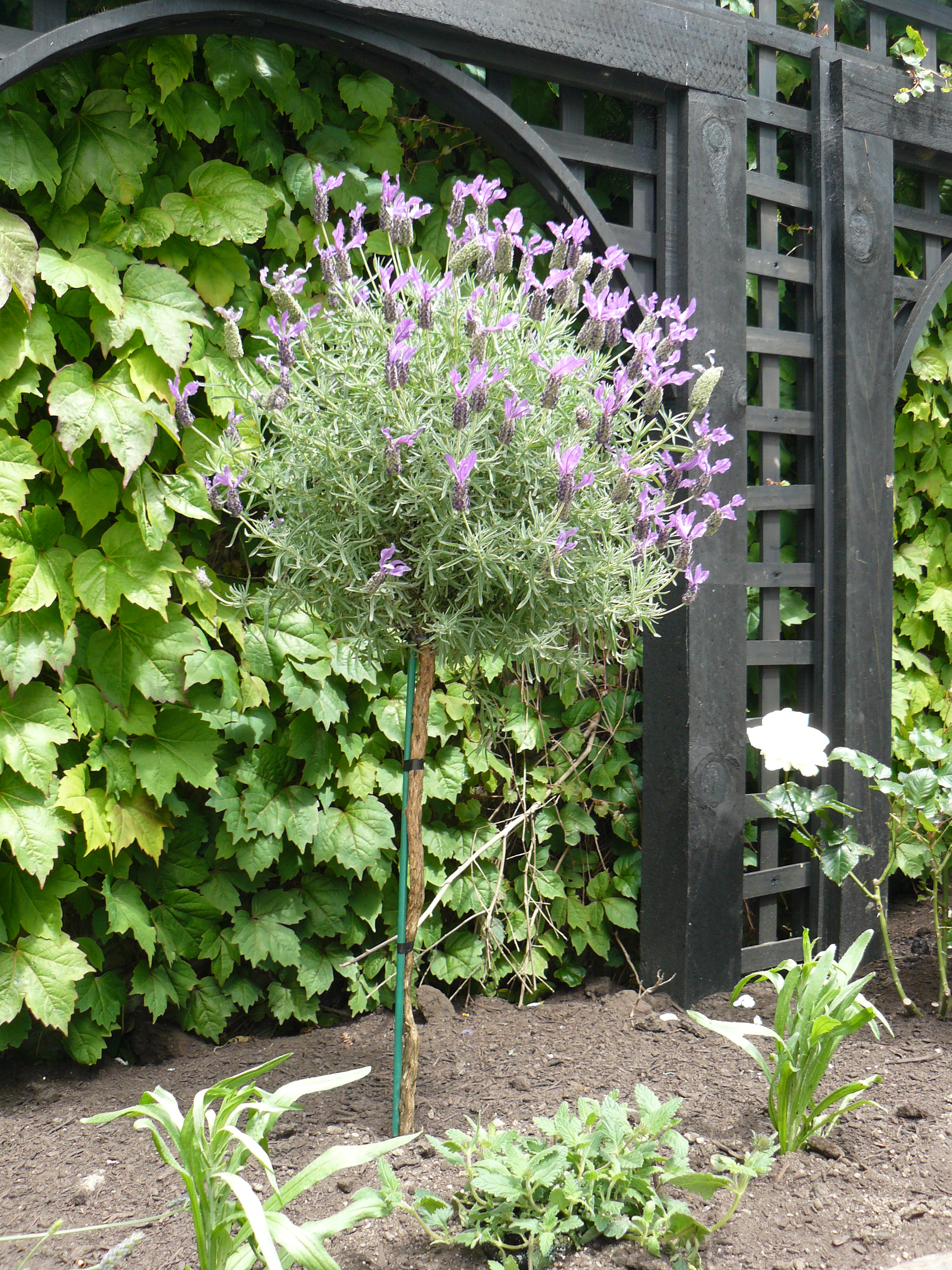 Lavender standard Lavandula stoechas