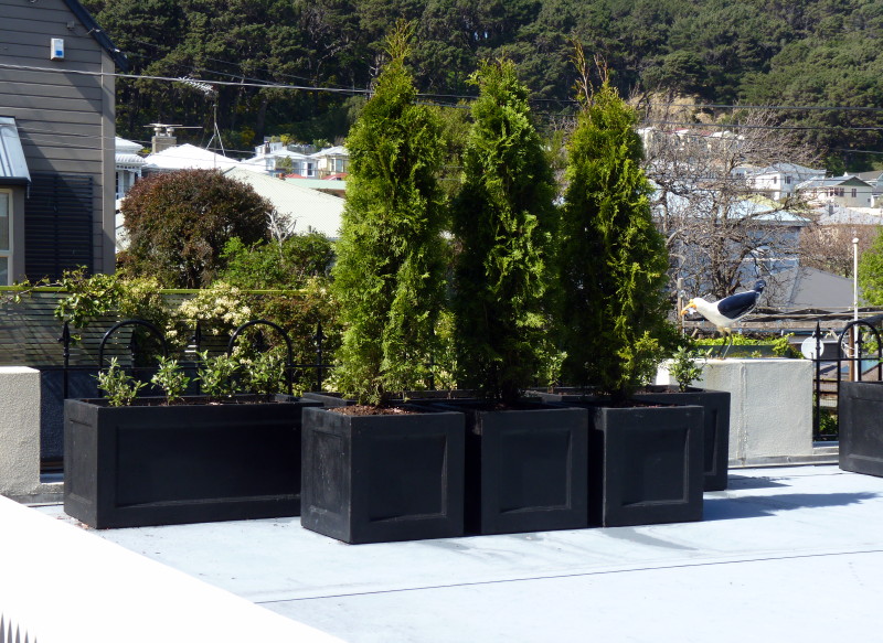 Conifer columns Thuja Smagard