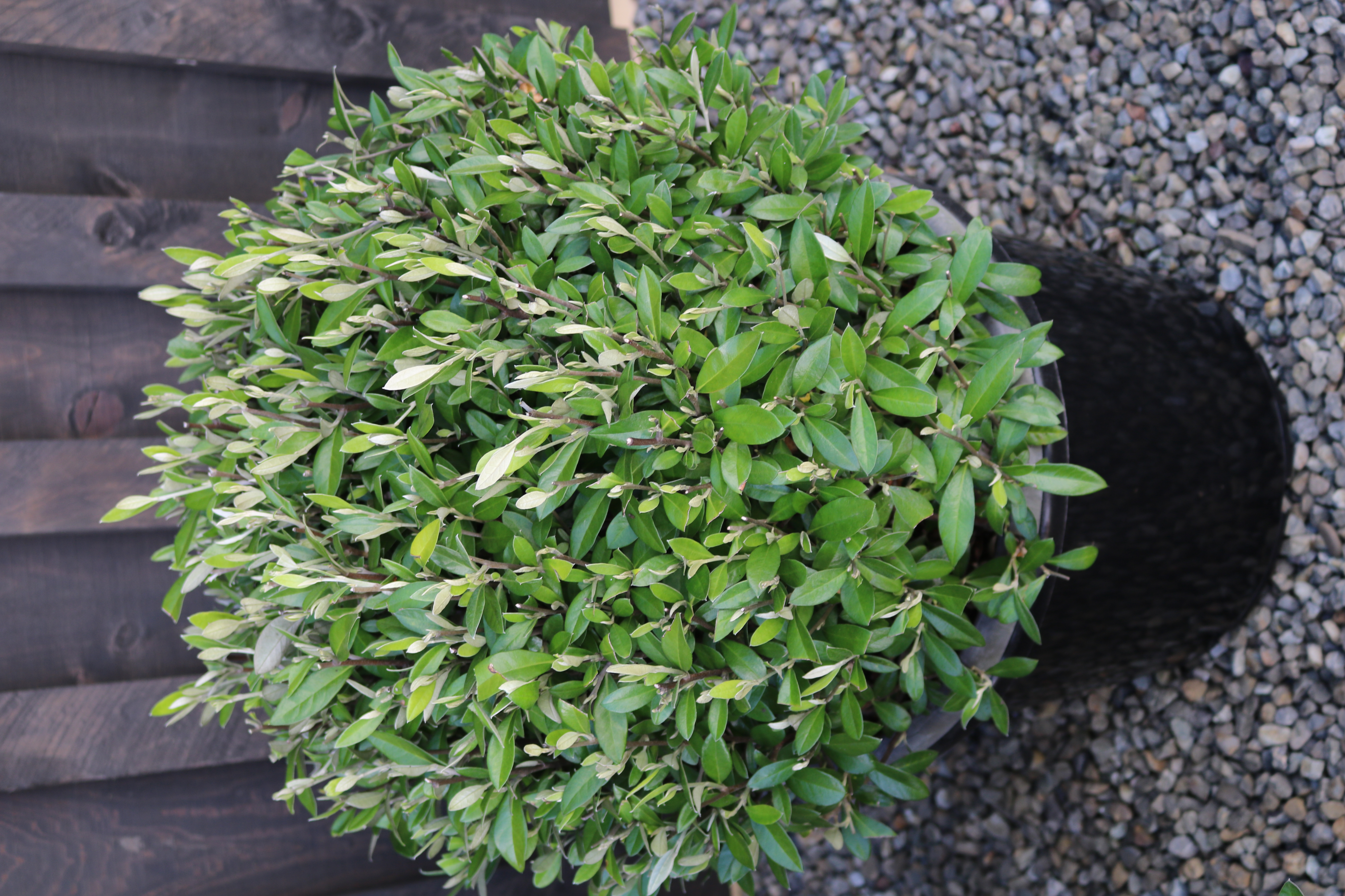 Green Corokia topiary ball