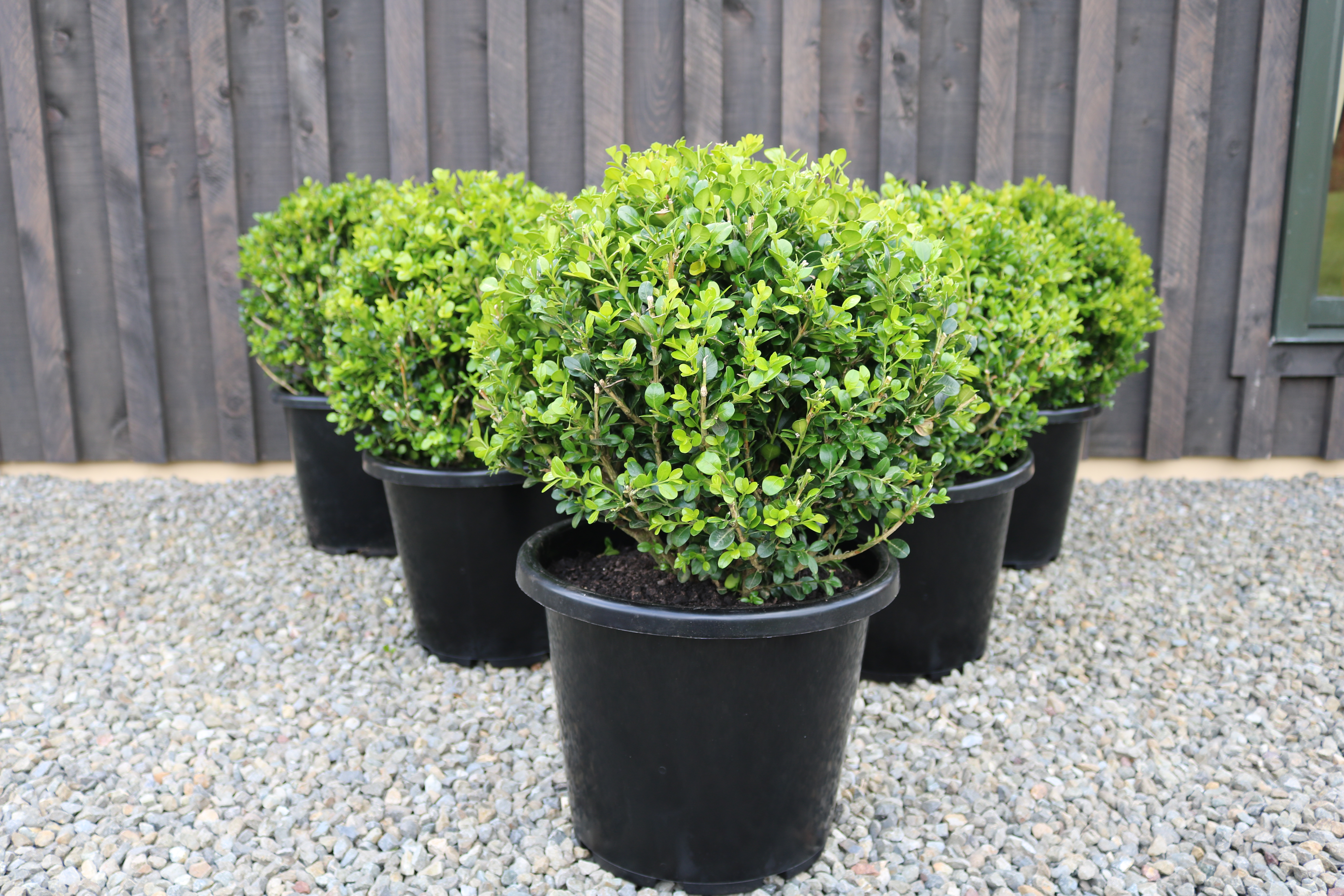 Buxus Green Gem Balls