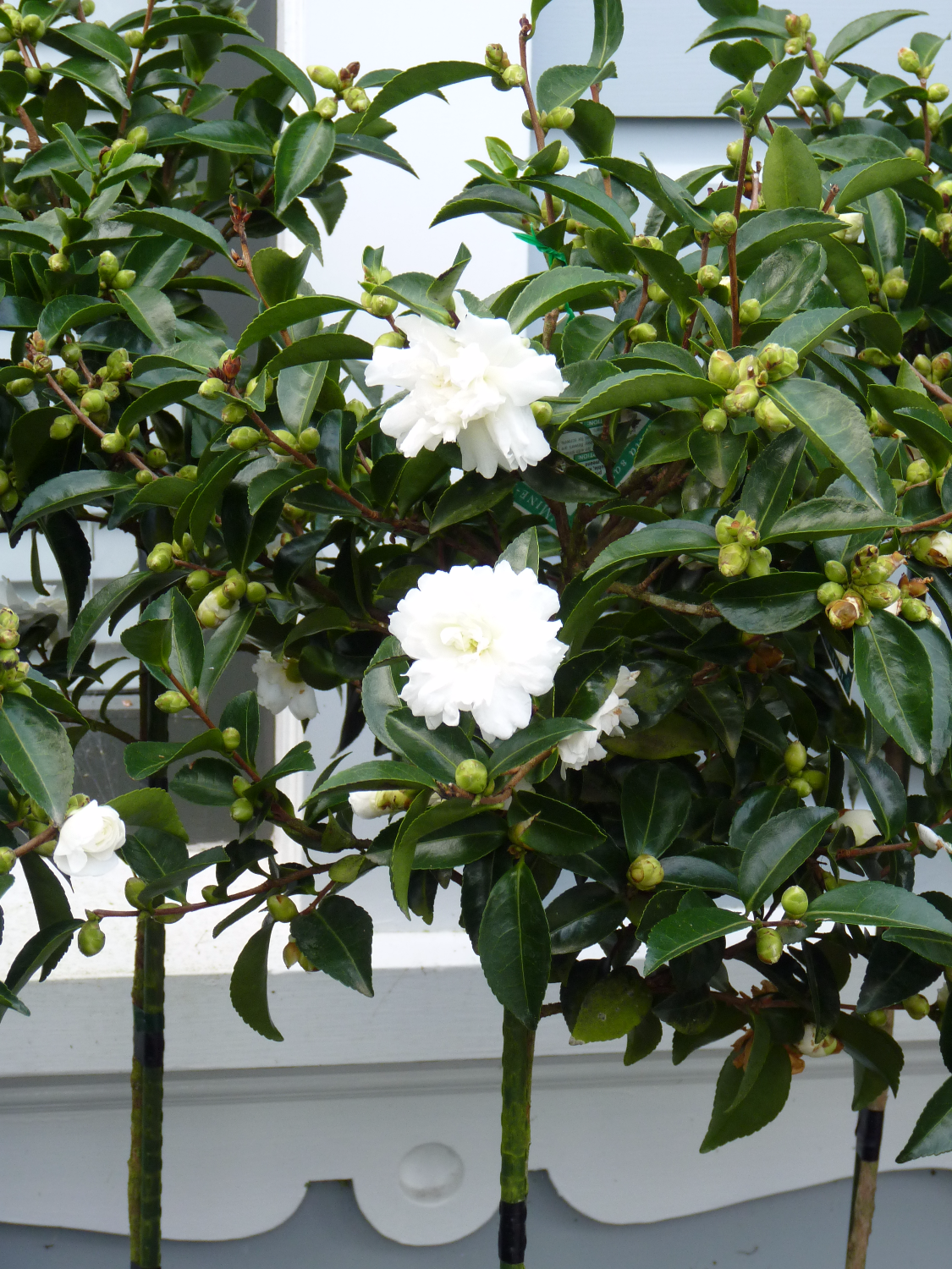Camellia standards