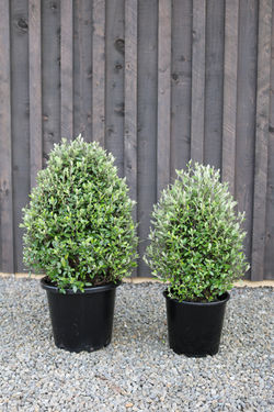 Native green corokia cones