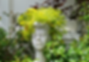 Sedum for pots