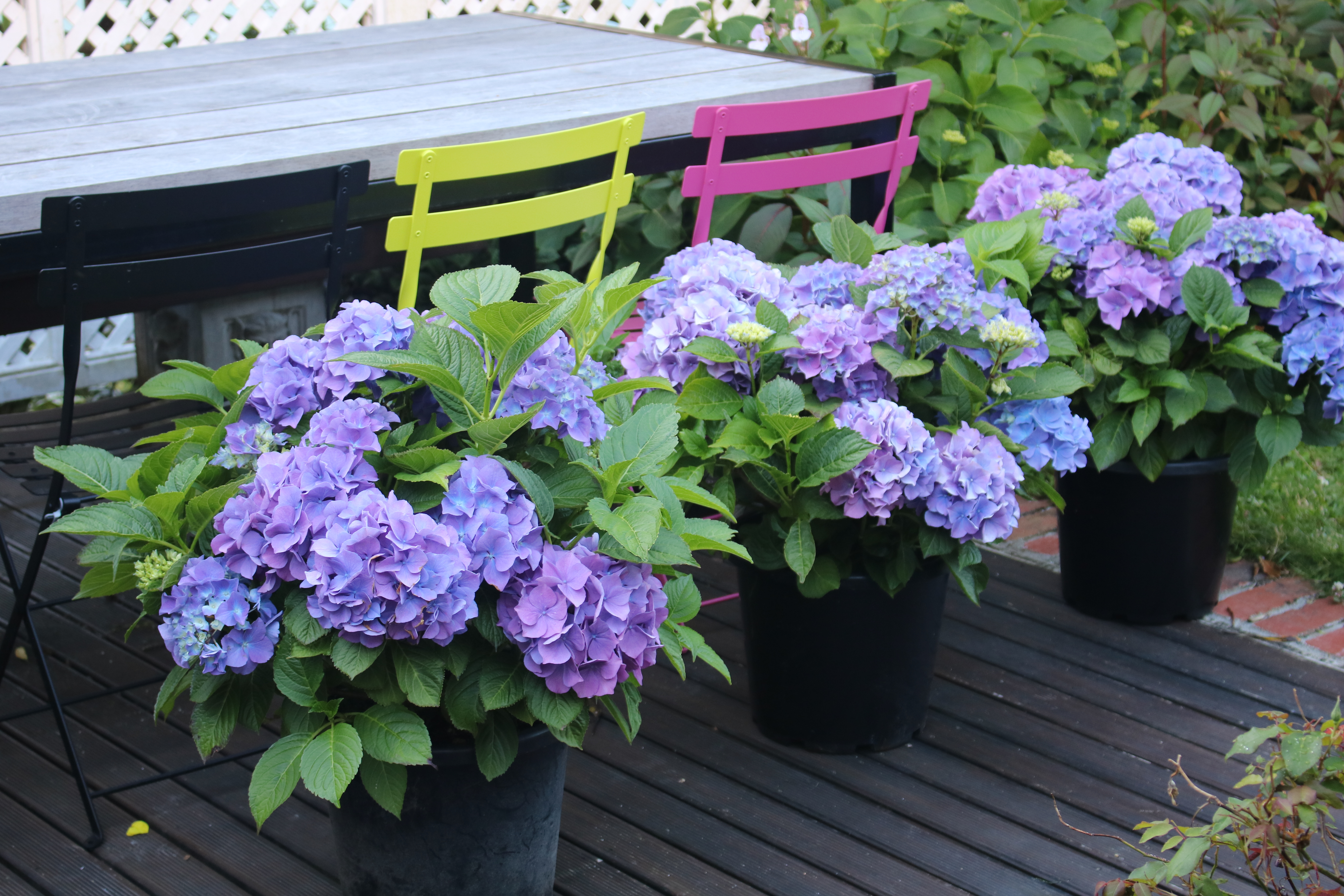 Purple & blue hydrangeas
