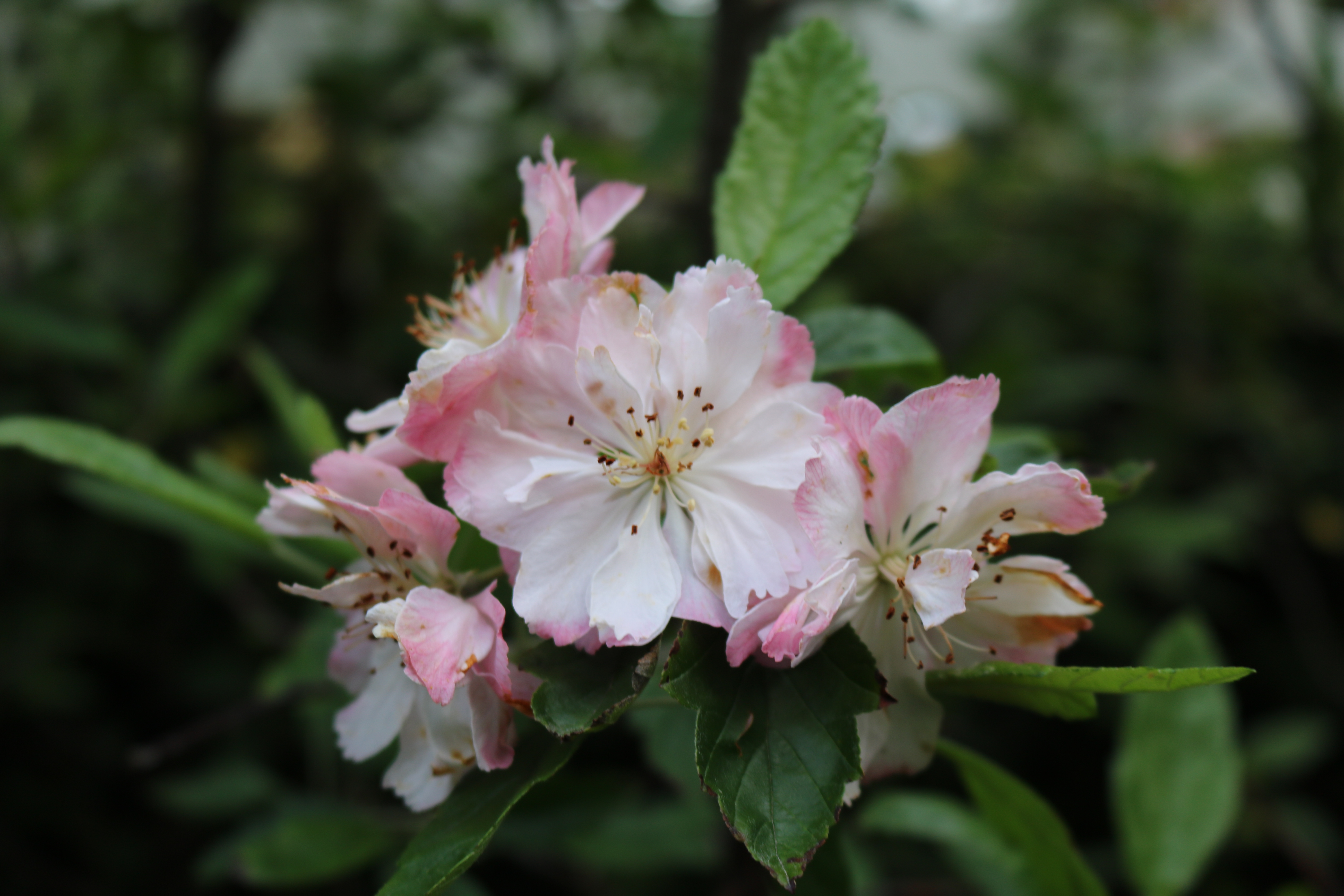 Pleached crabapple