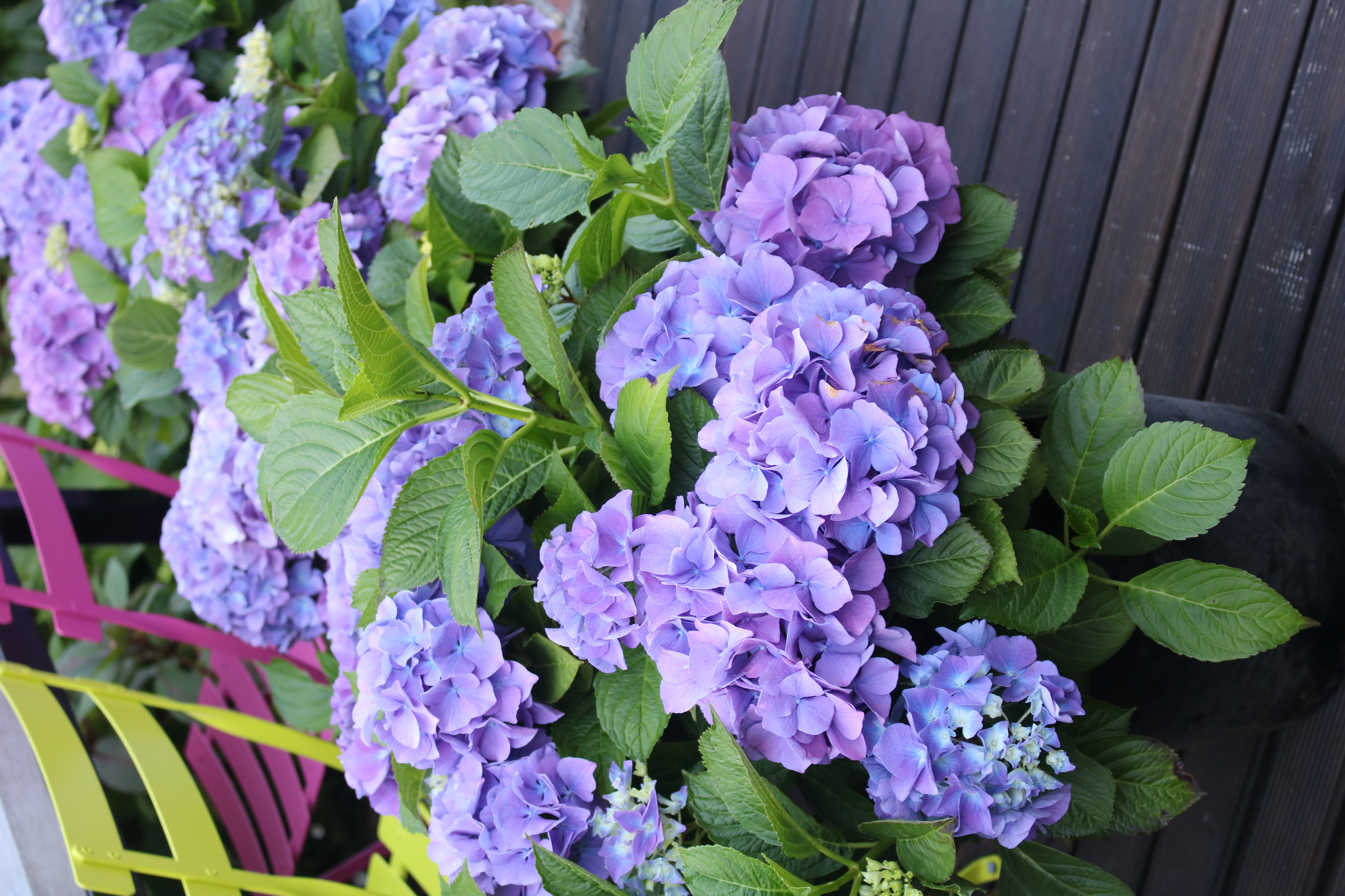 Mophead hydrangeas