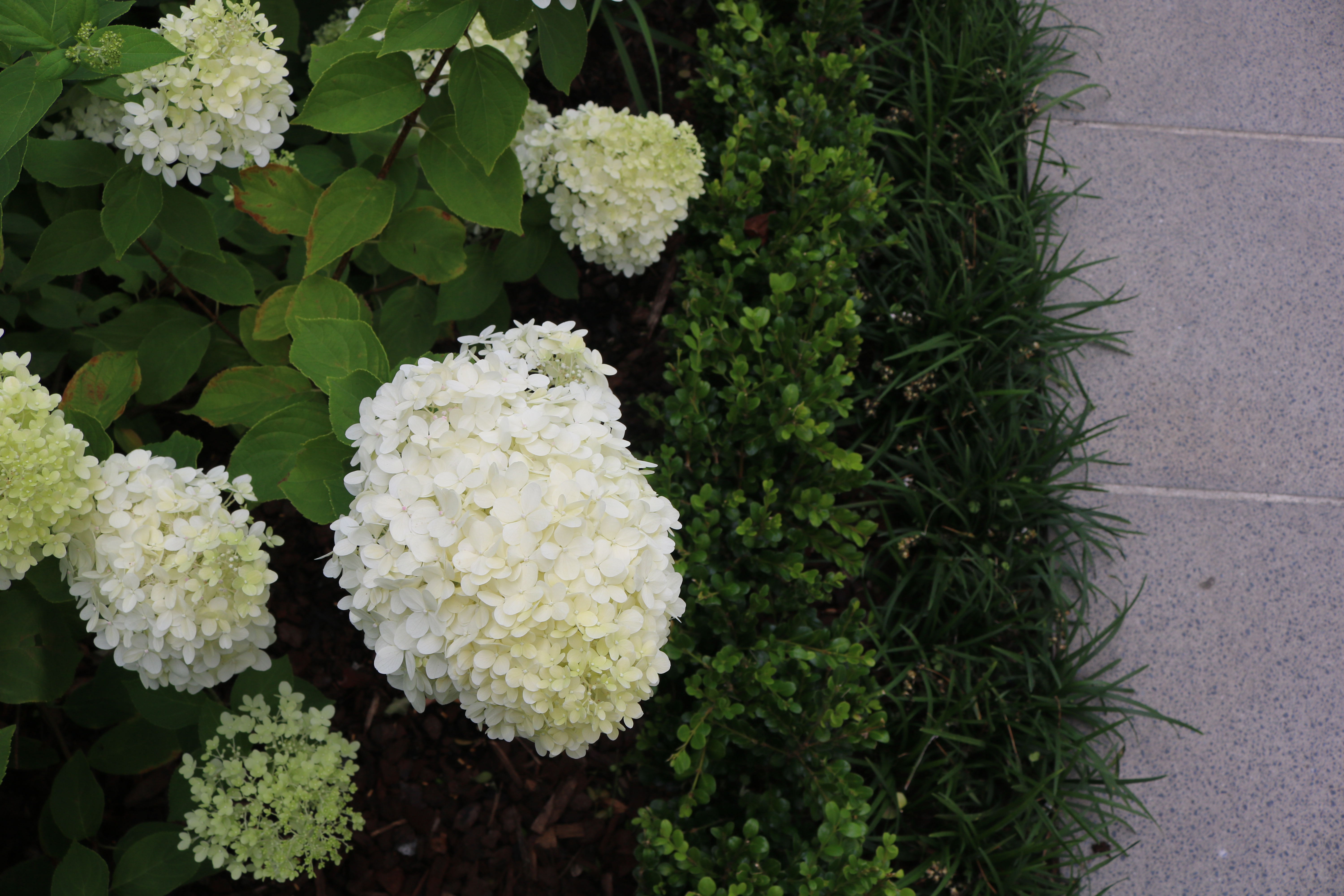 Hydrangea Limelight