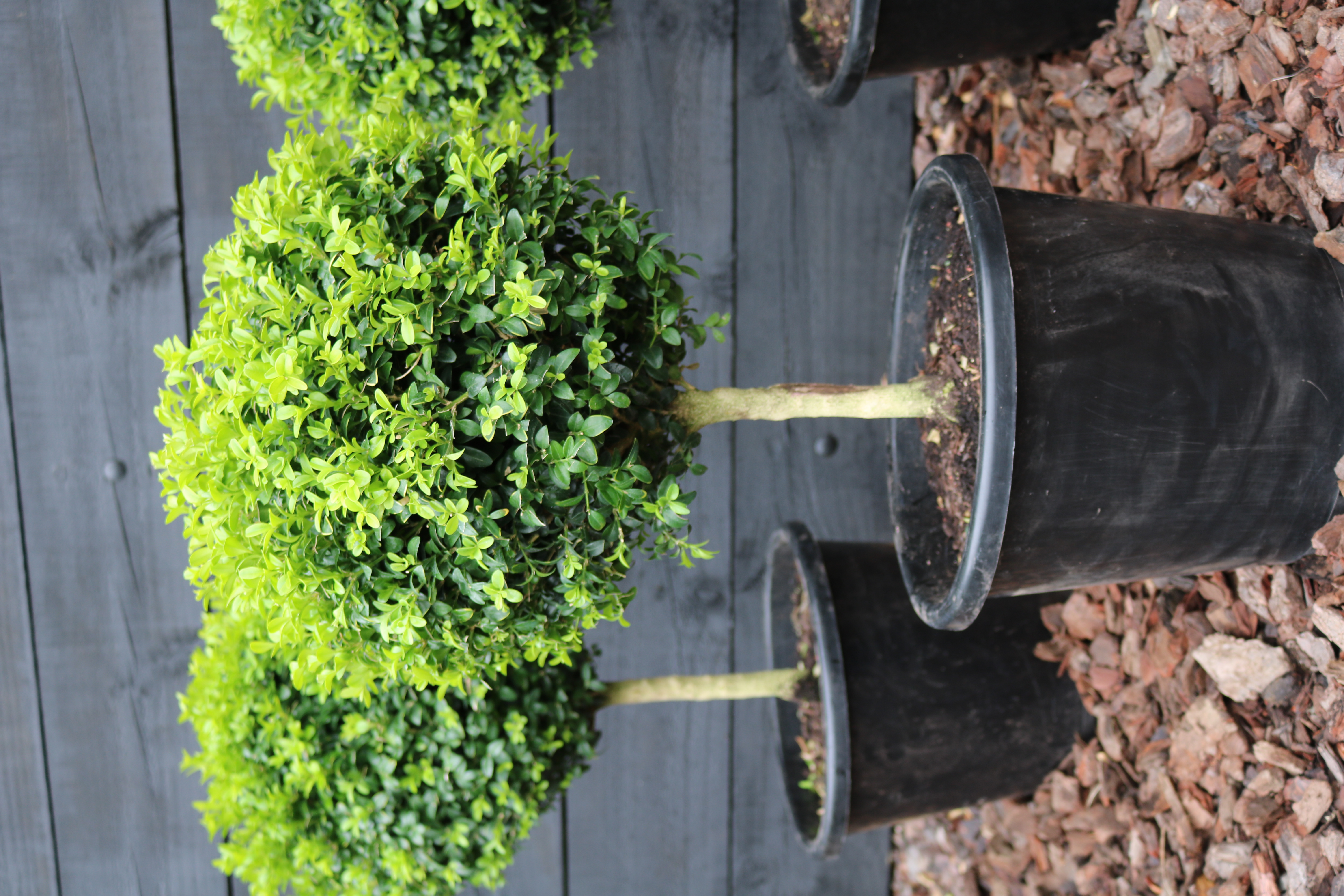 Buxus sempervirens lollipop standard