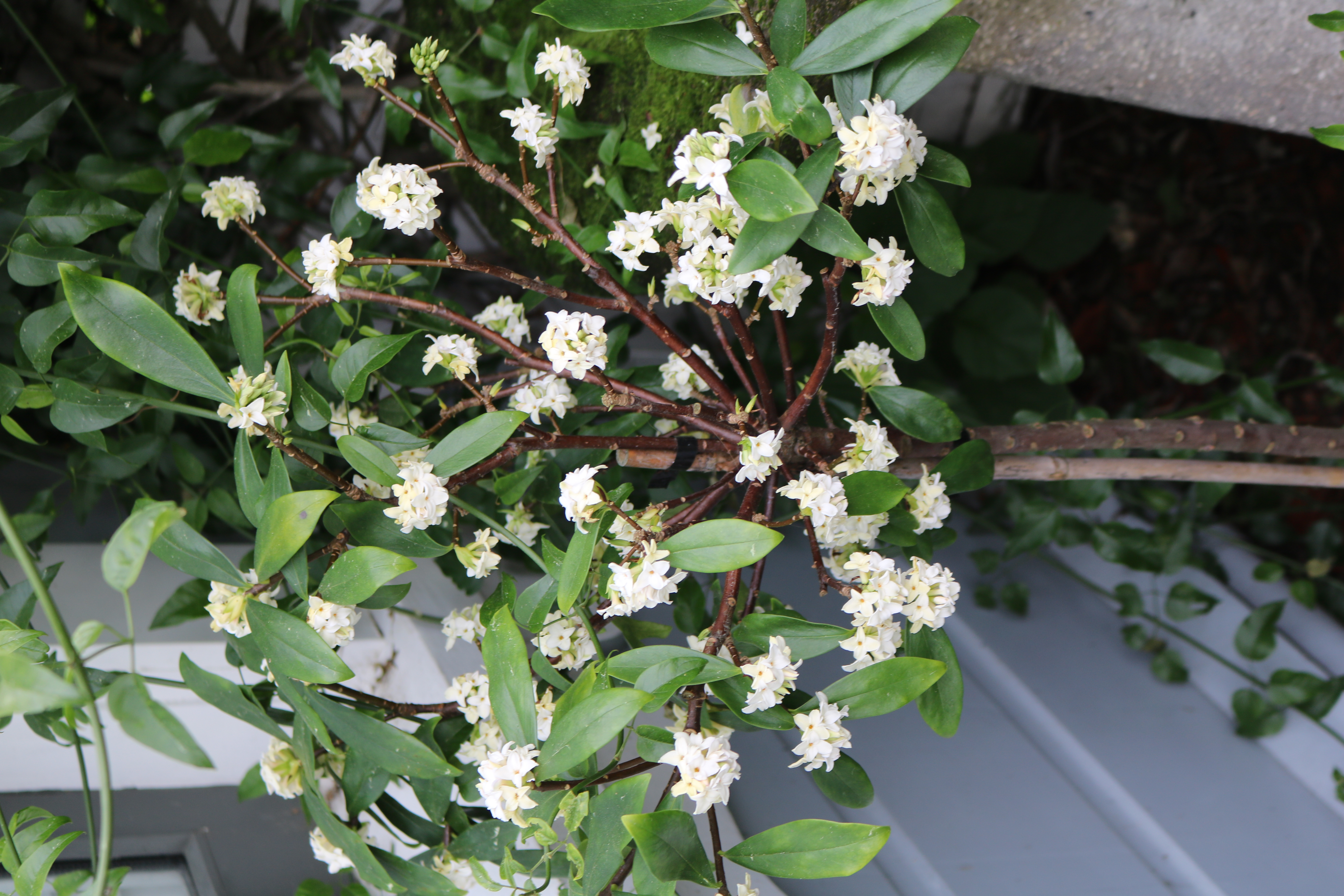 Standard Daphnes